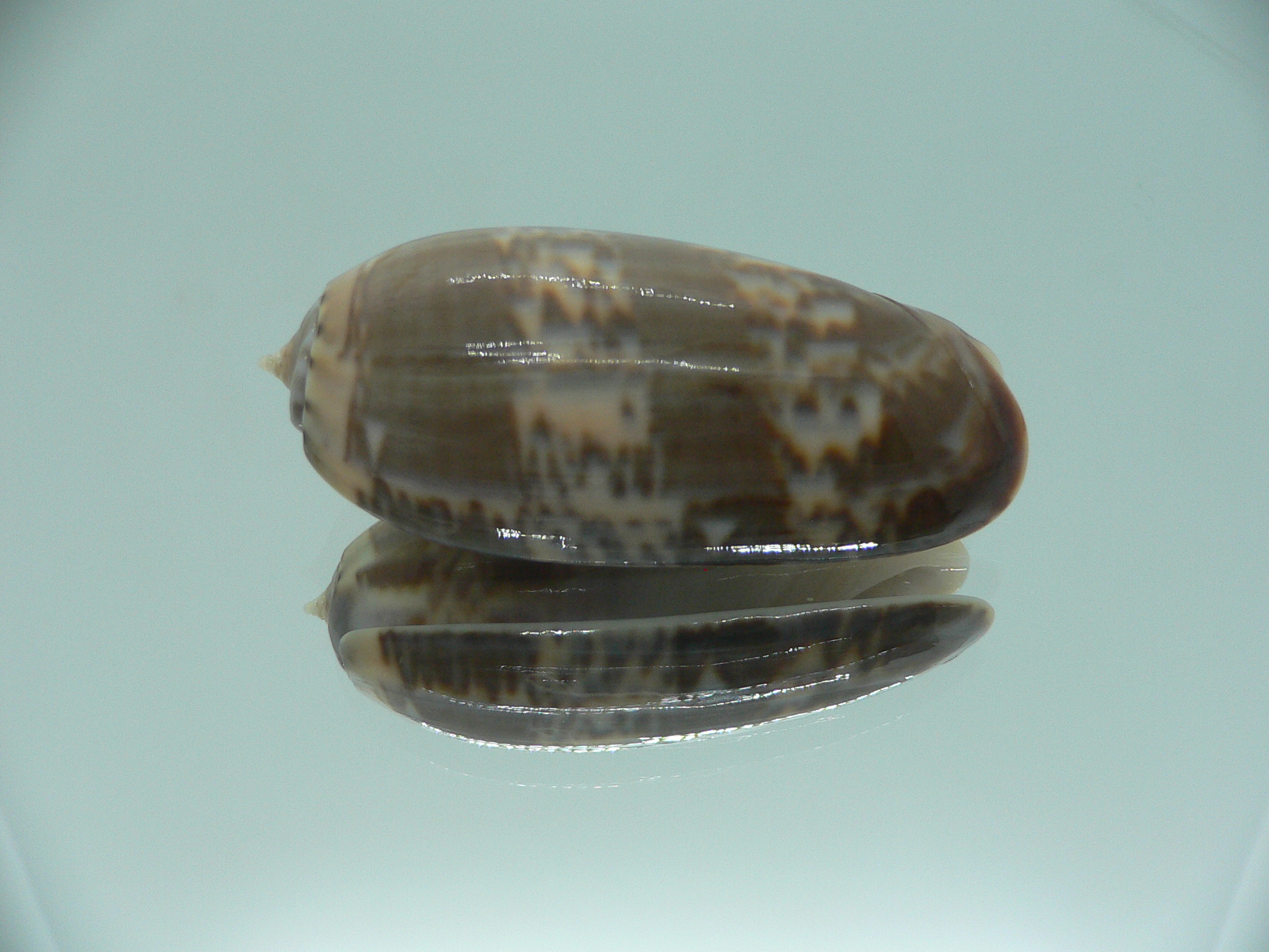 Oliva irisans kremerorum SUPER & RARE