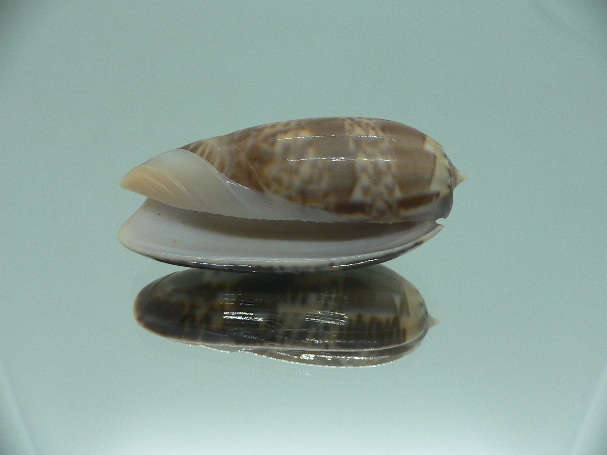 Oliva irisans kremerorum SUPER & RARE