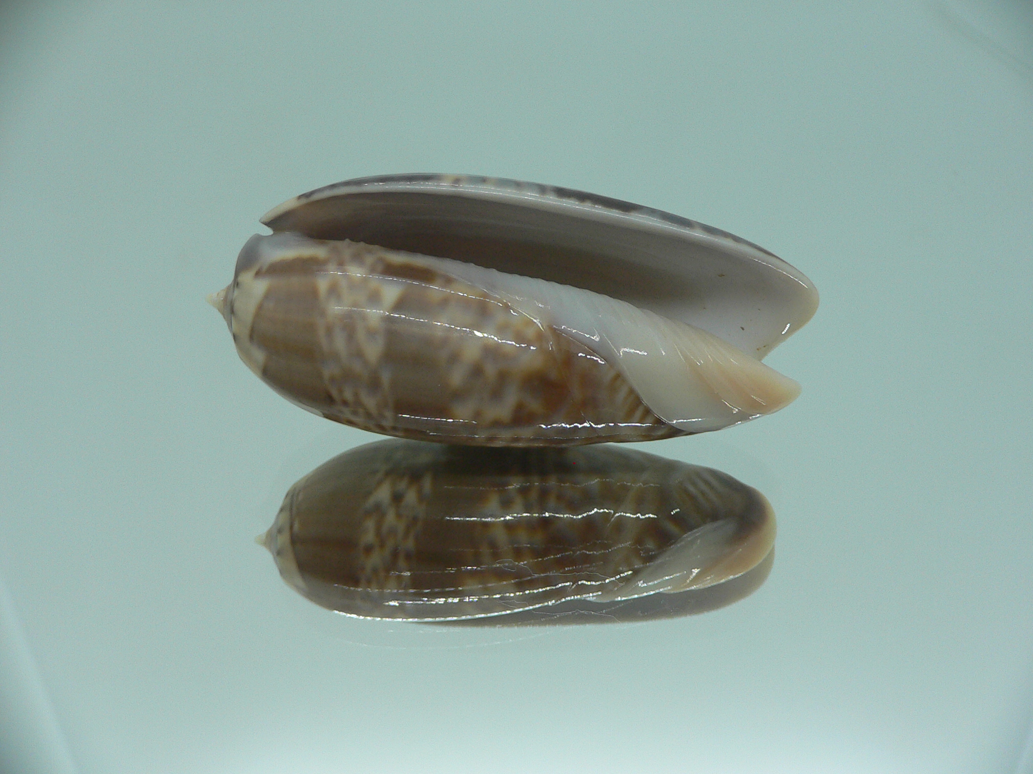 Oliva irisans kremerorum SUPER & RARE