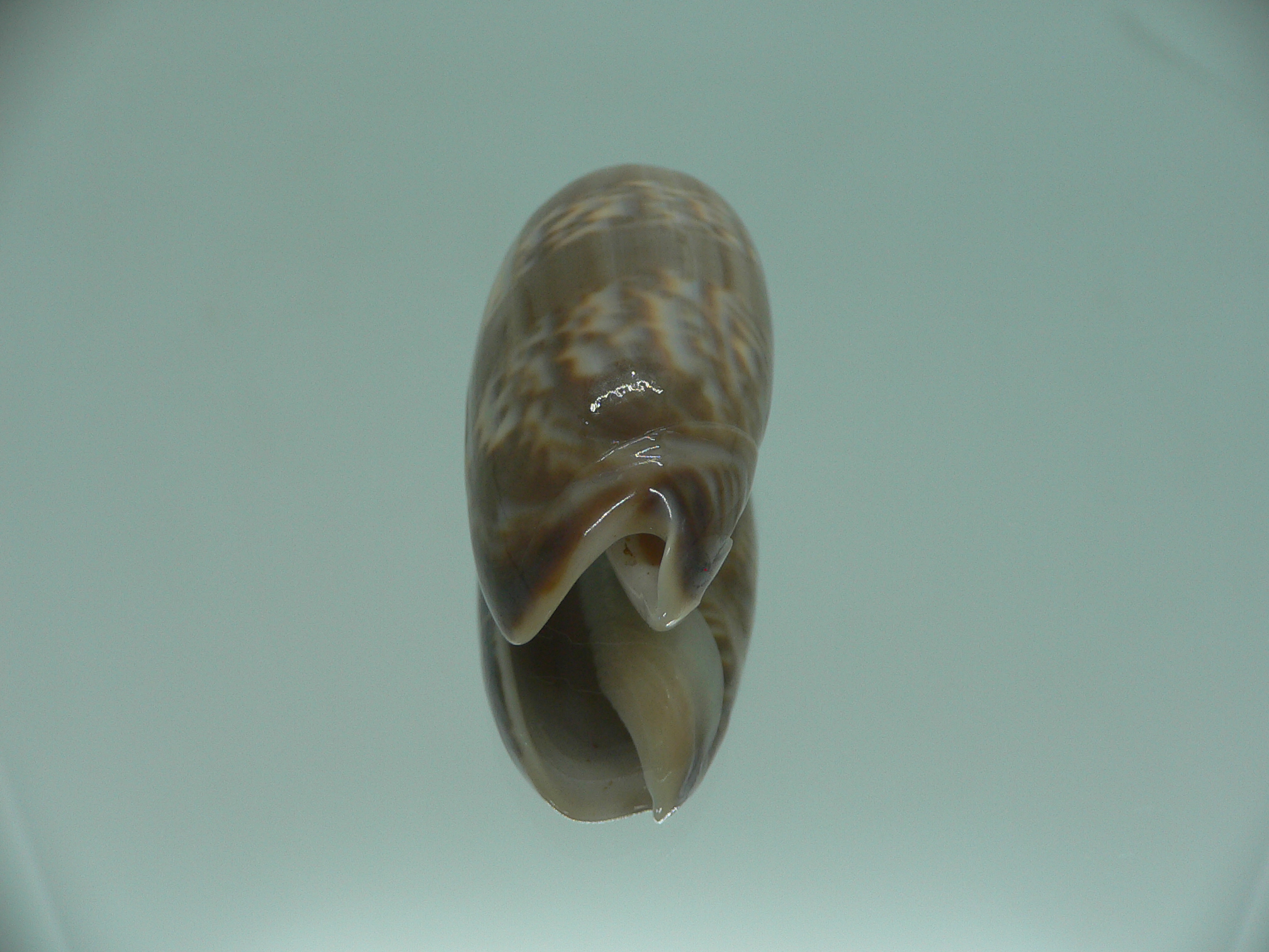 Oliva irisans kremerorum SUPER & RARE