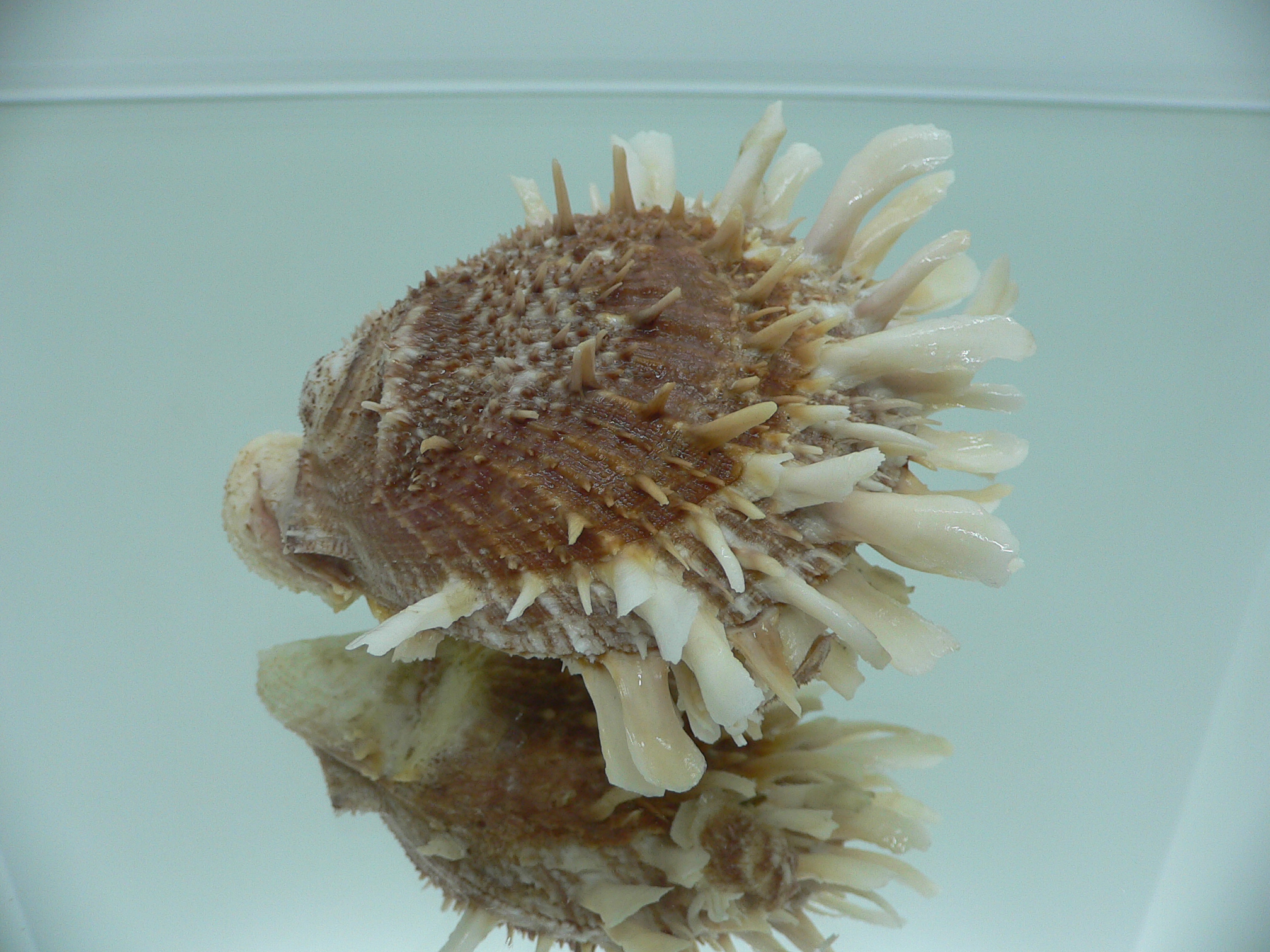 Spondylus variegatus DOUBLE