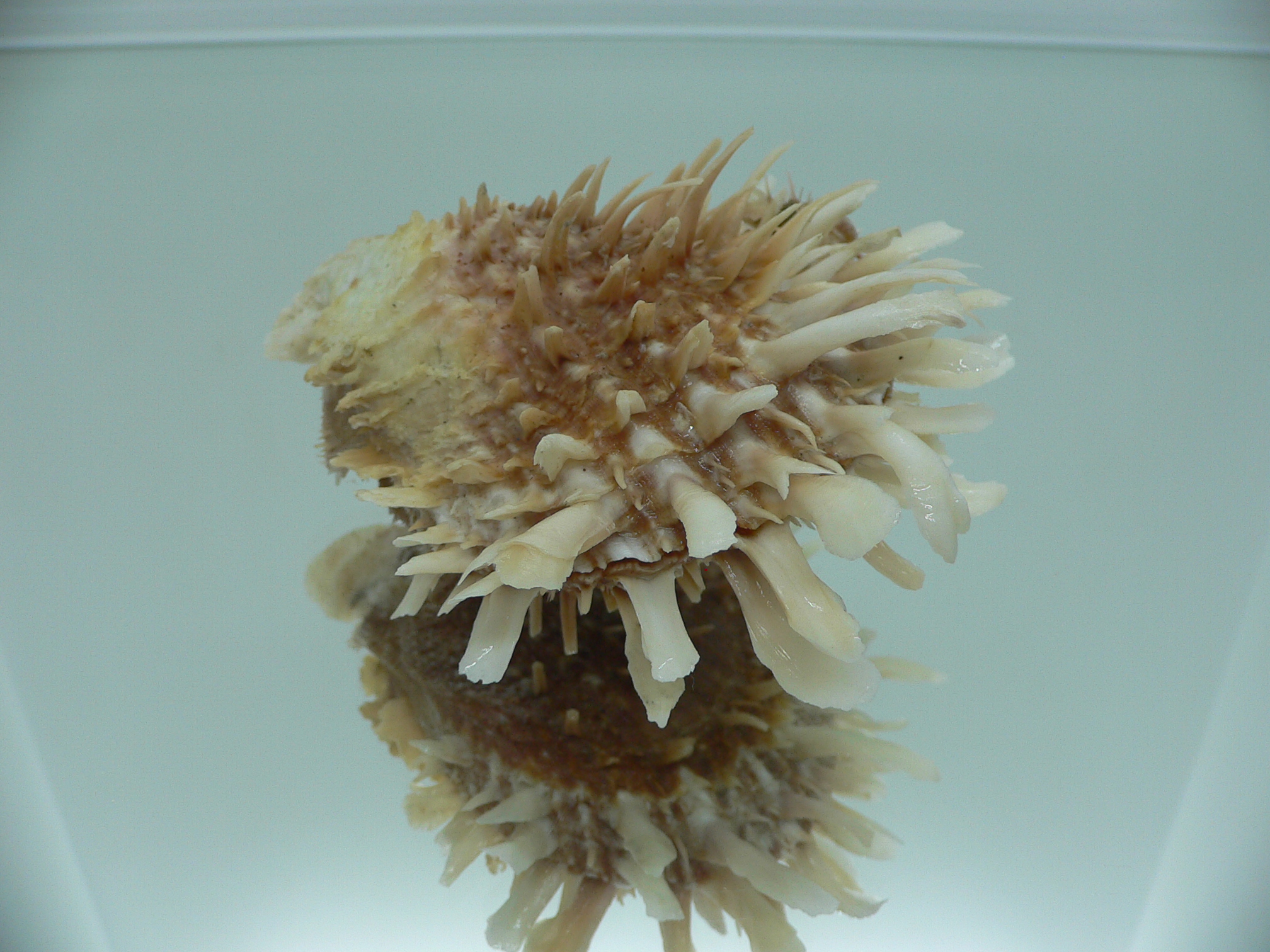 Spondylus variegatus DOUBLE