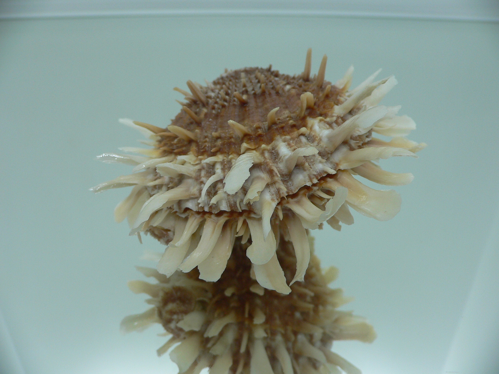 Spondylus variegatus DOUBLE