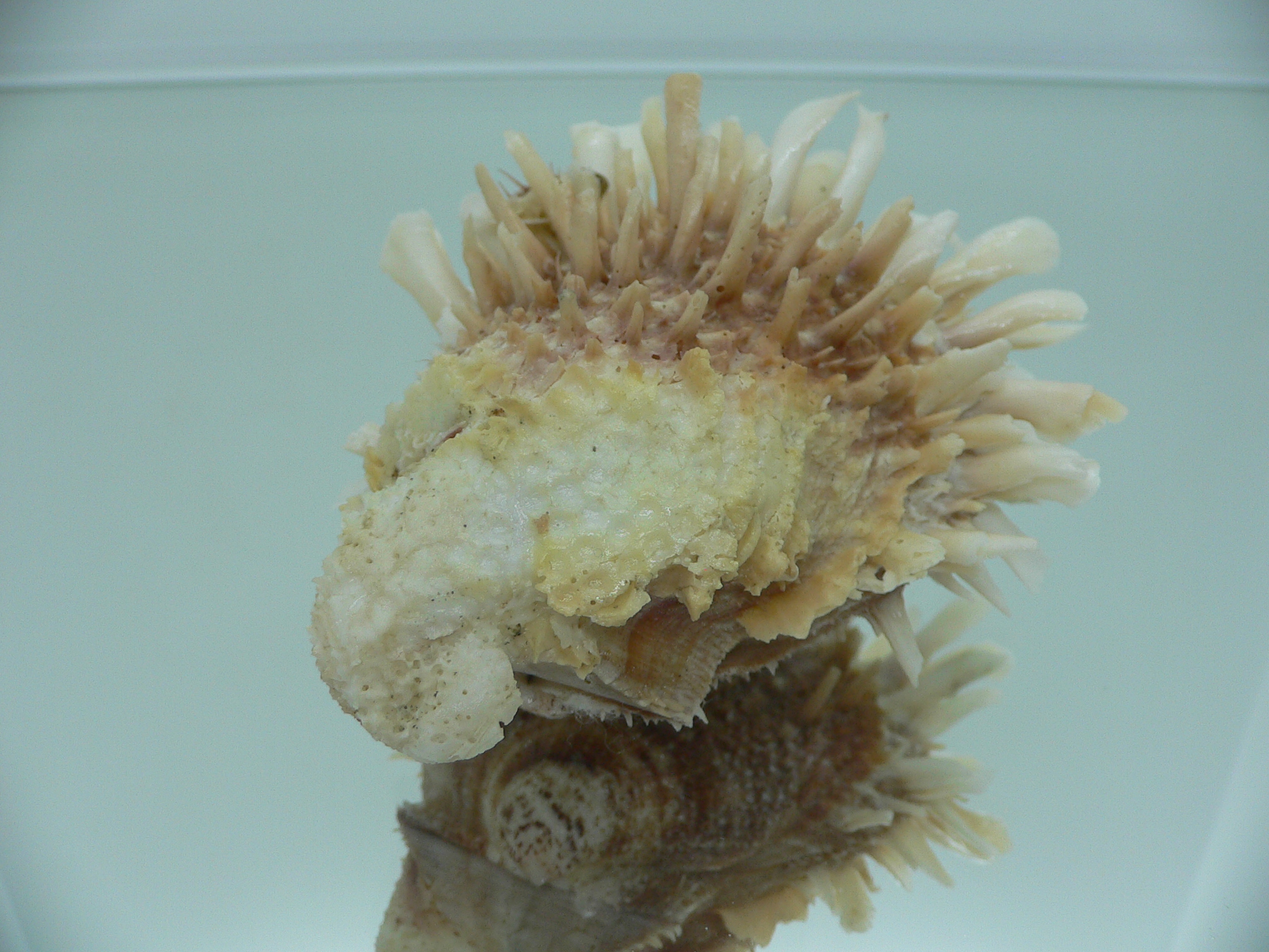 Spondylus variegatus DOUBLE