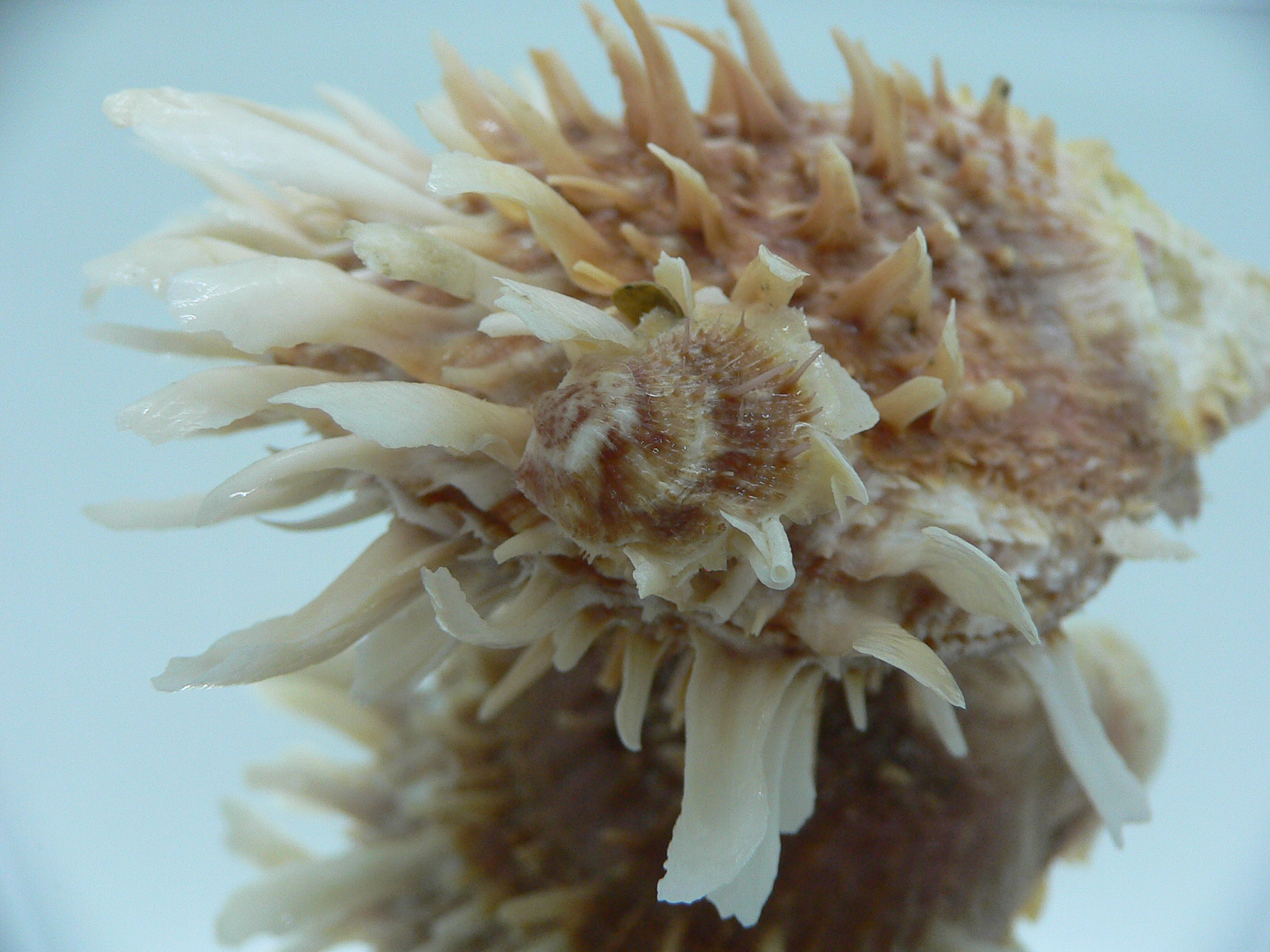 Spondylus variegatus DOUBLE