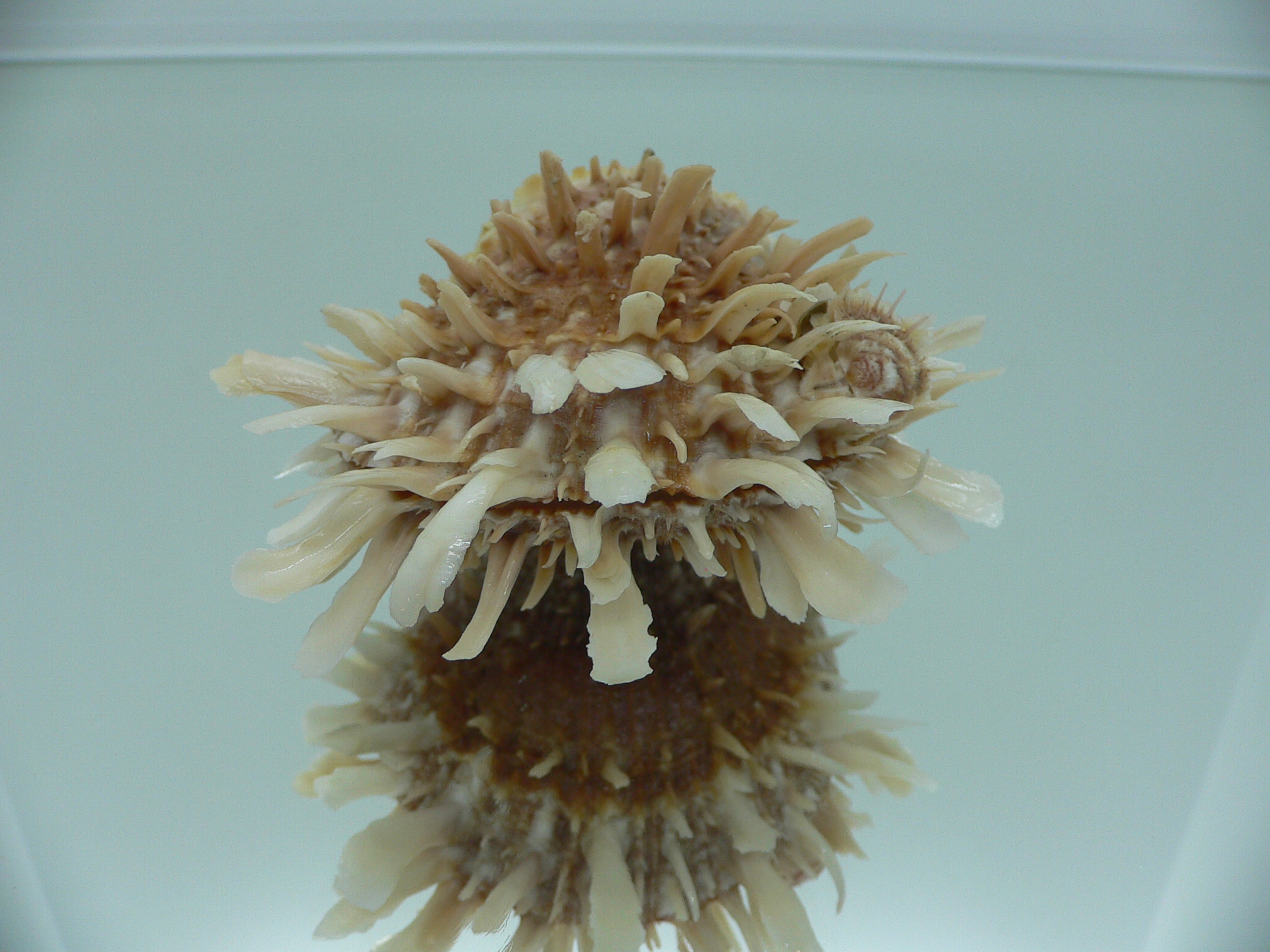 Spondylus variegatus DOUBLE