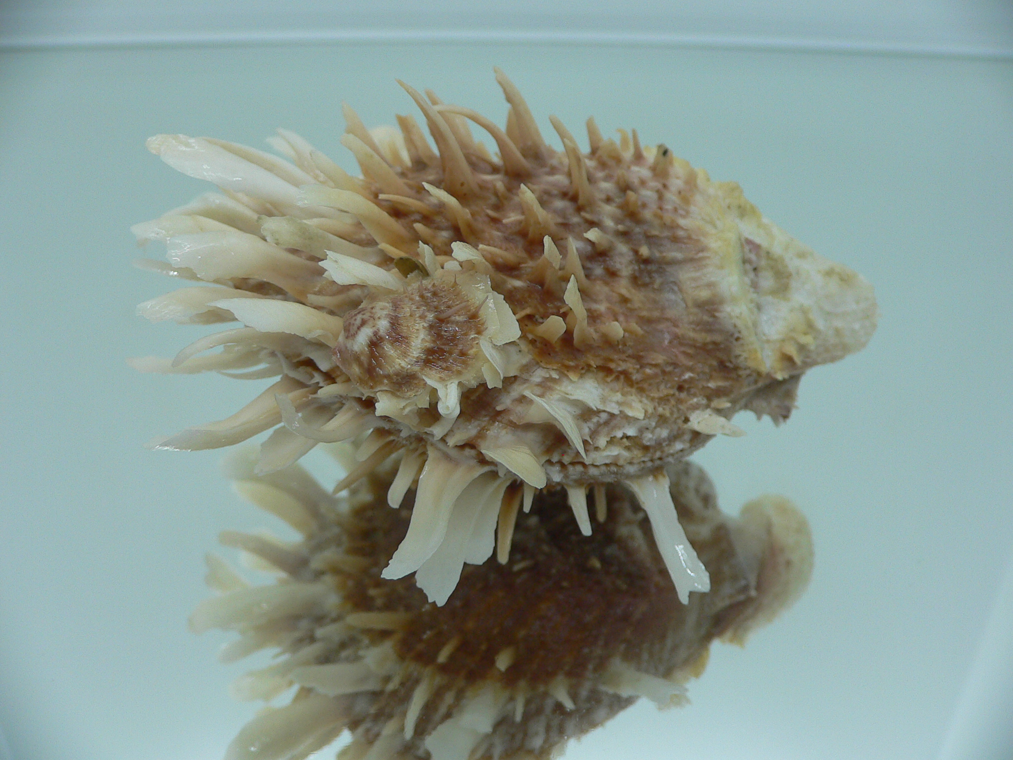Spondylus variegatus DOUBLE