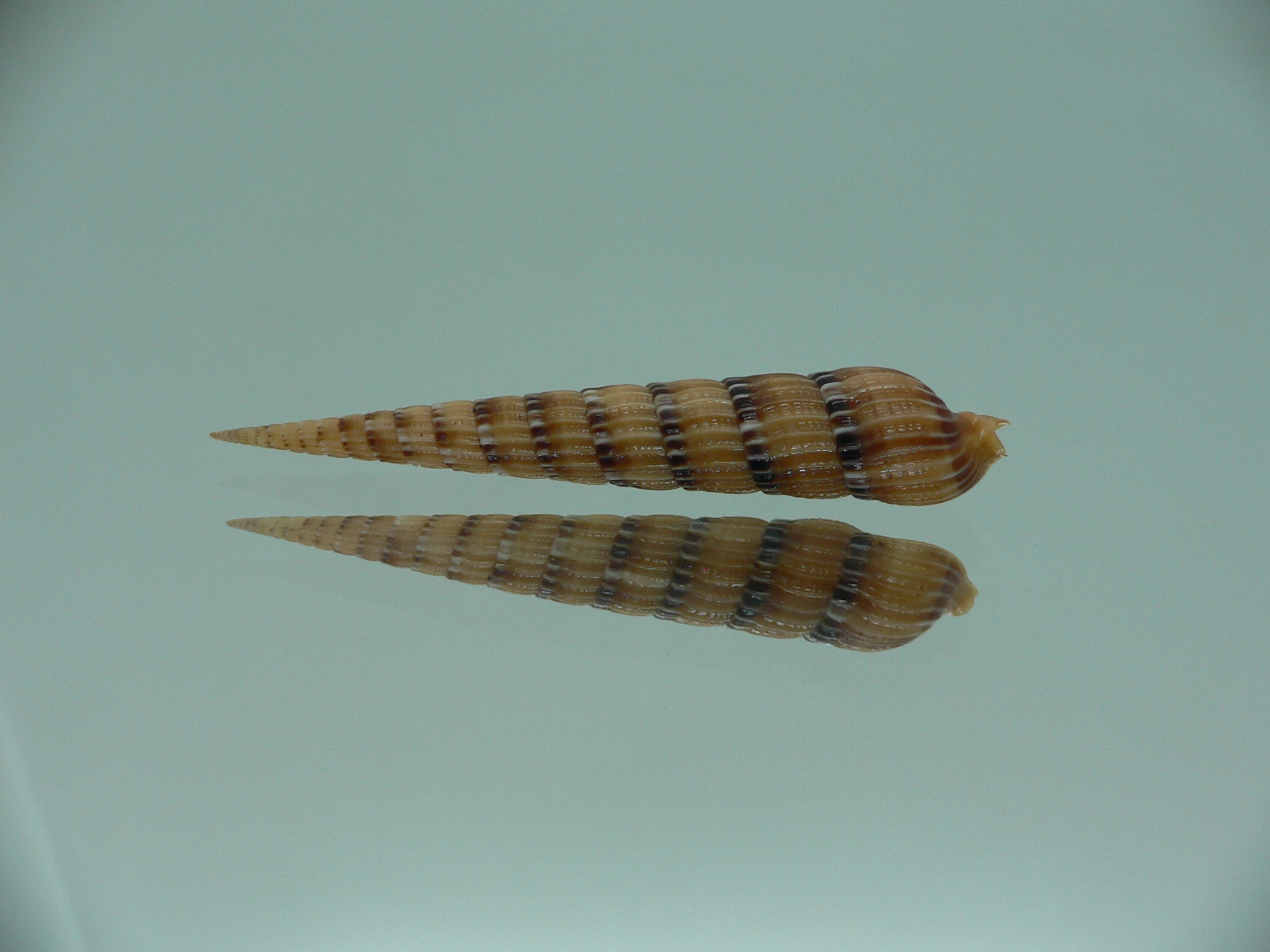 Myurella pertusa pertusa RARE & SUPER