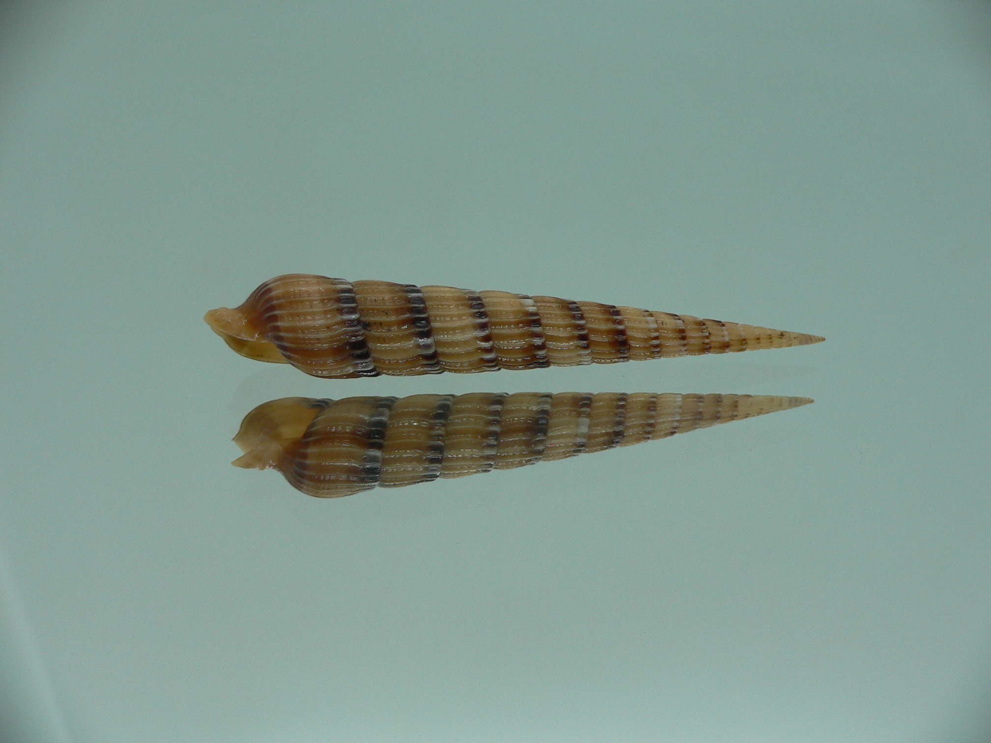 Myurella pertusa pertusa RARE & SUPER