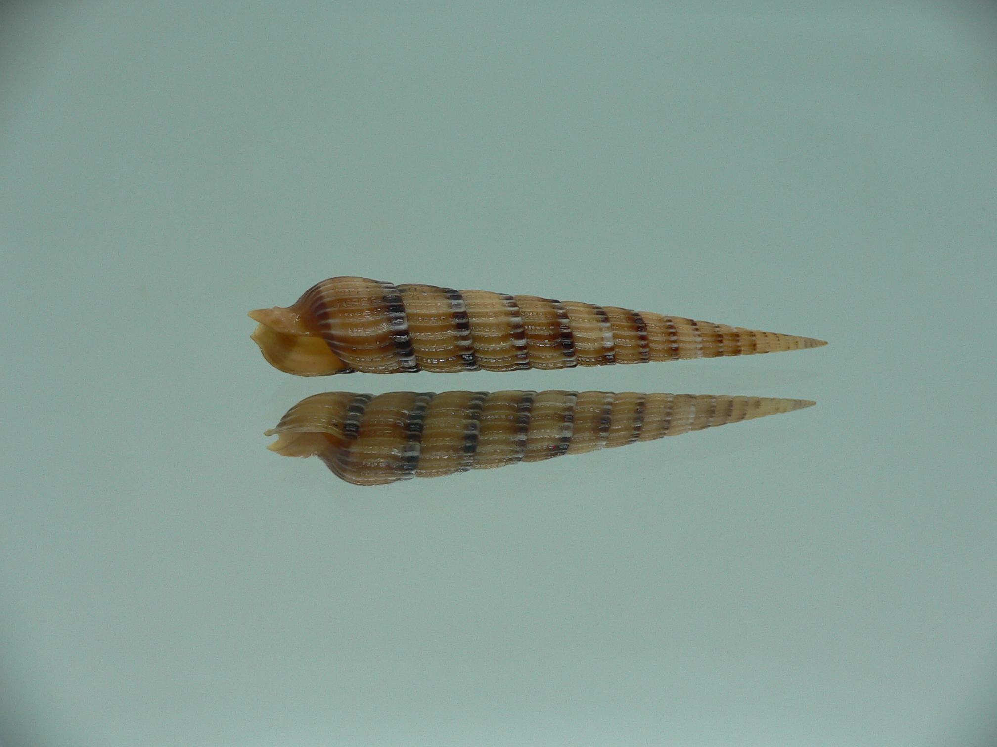 Myurella pertusa pertusa RARE & SUPER