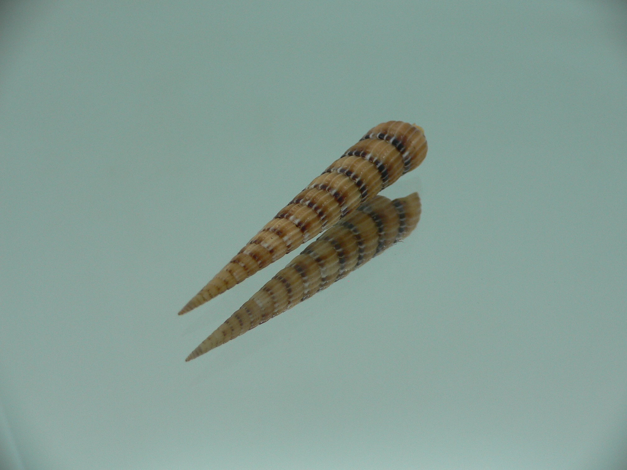 Myurella pertusa pertusa RARE & SUPER
