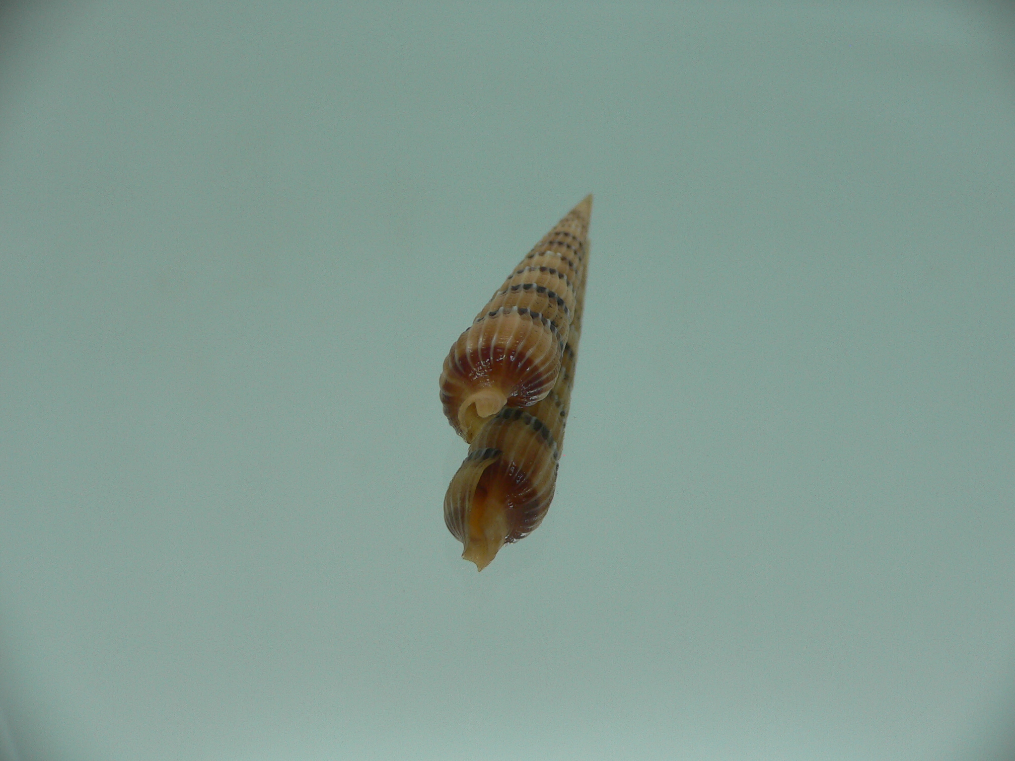 Myurella pertusa pertusa RARE & SUPER