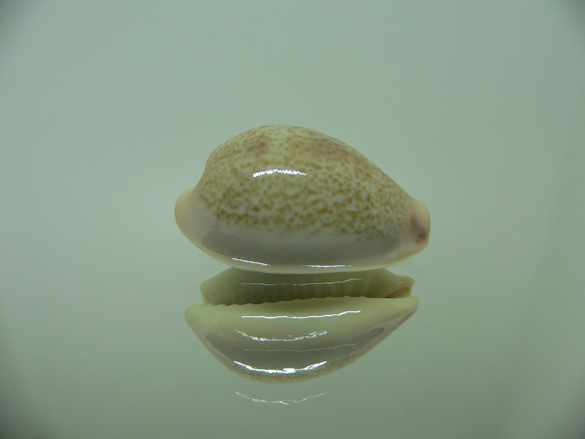 Cypraea subviridis subviridis