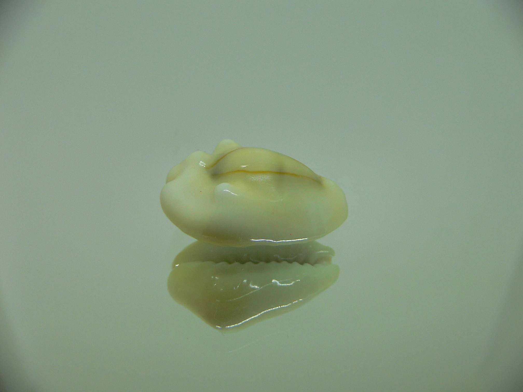 Cypraea moneta tuberculosa (var.) 7