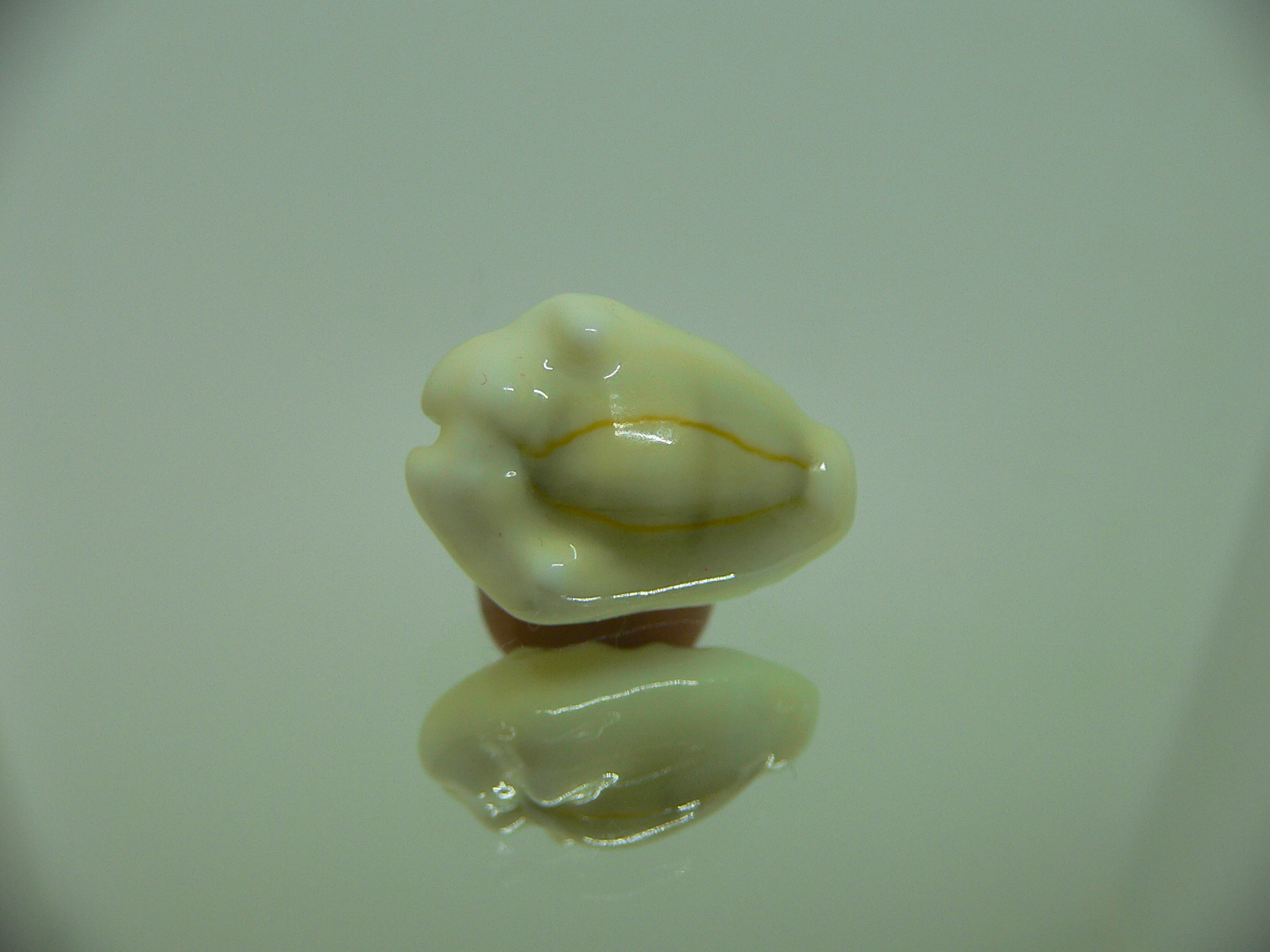 Cypraea moneta tuberculosa (var.) 7