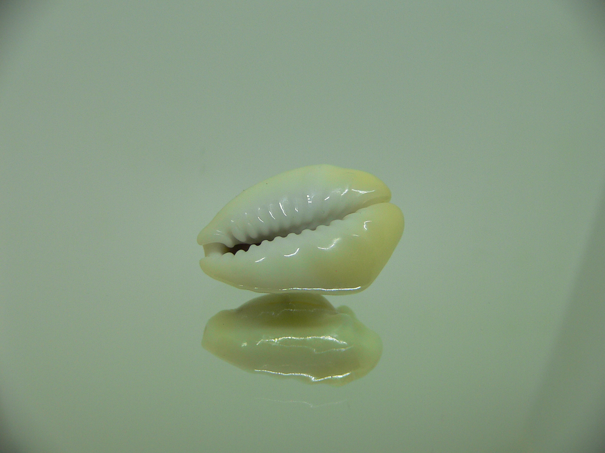 Cypraea moneta tuberculosa (var.) 7