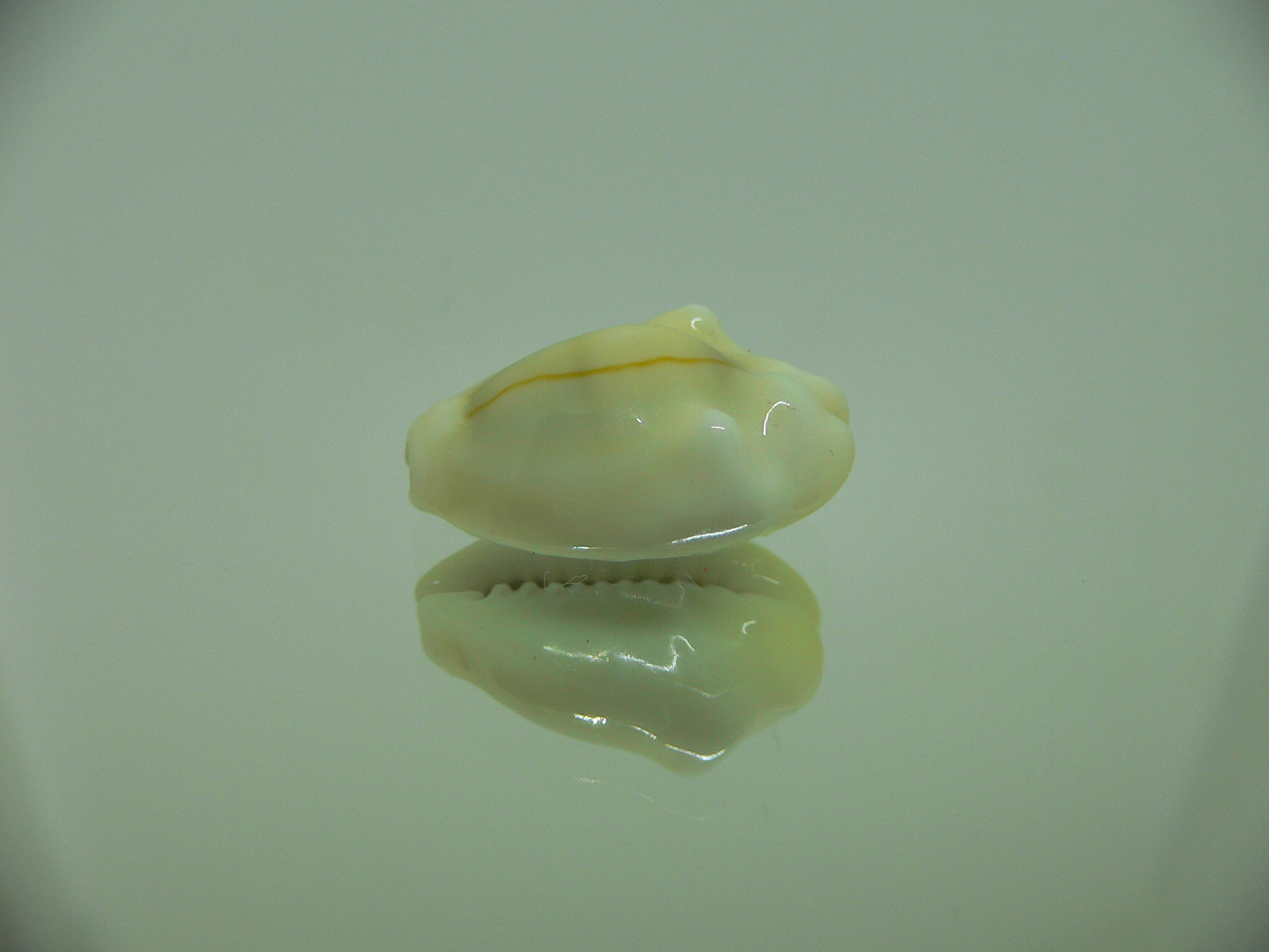 Cypraea moneta tuberculosa (var.) 7