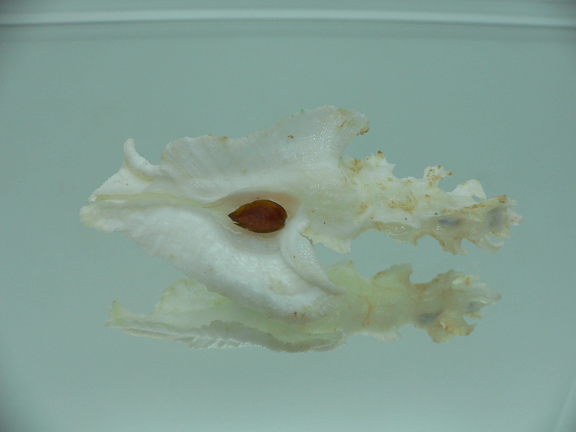 Pterynotus elongates BIG