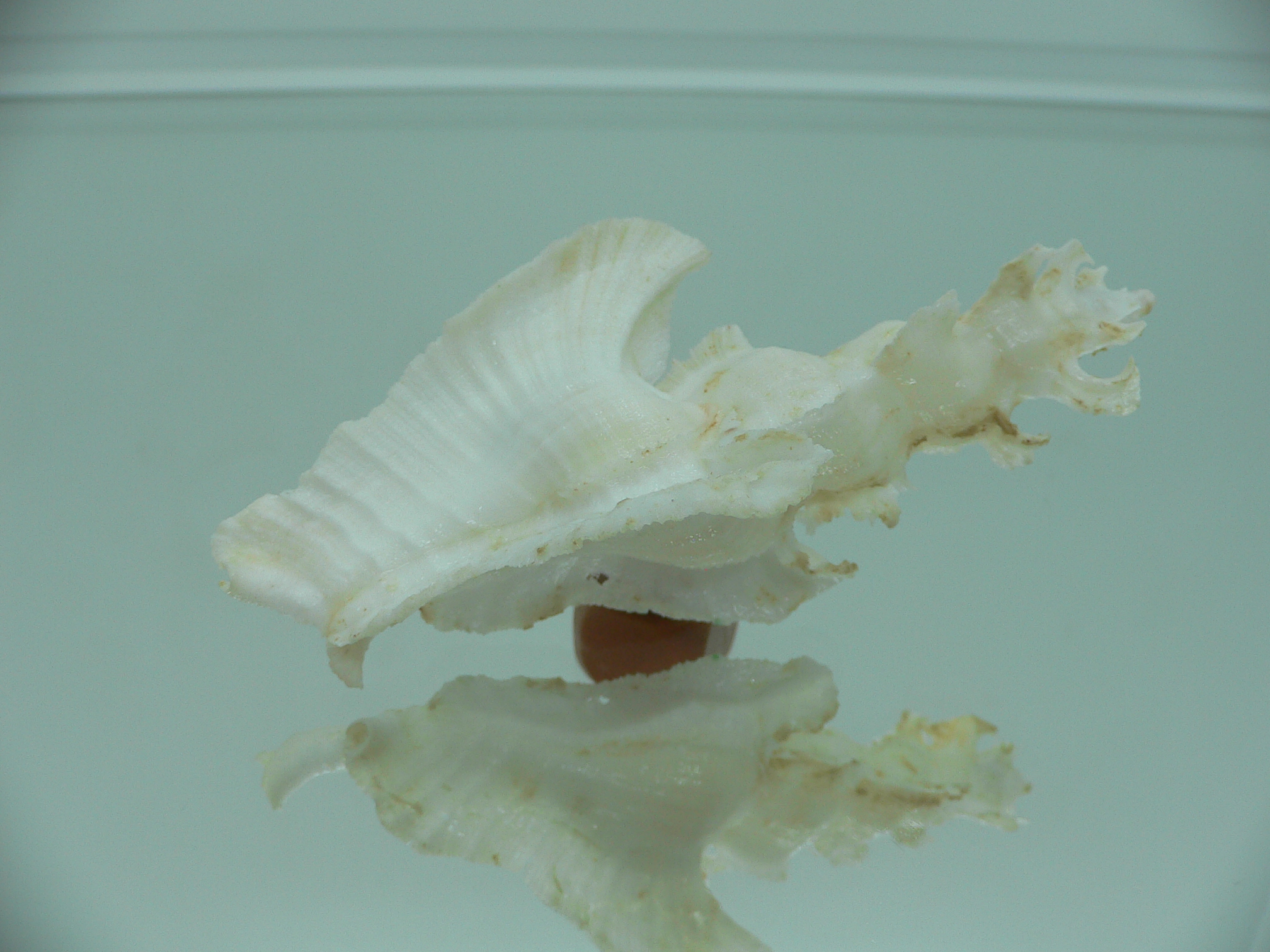 Pterynotus elongates BIG