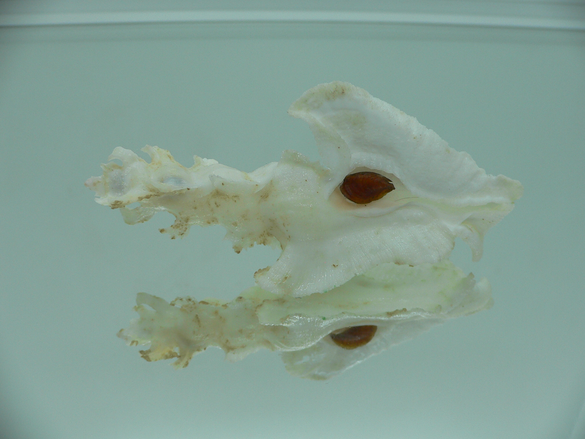 Pterynotus elongates BIG