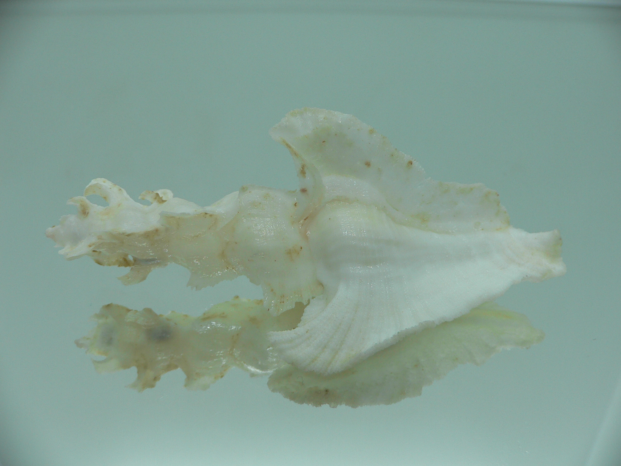 Pterynotus elongates BIG