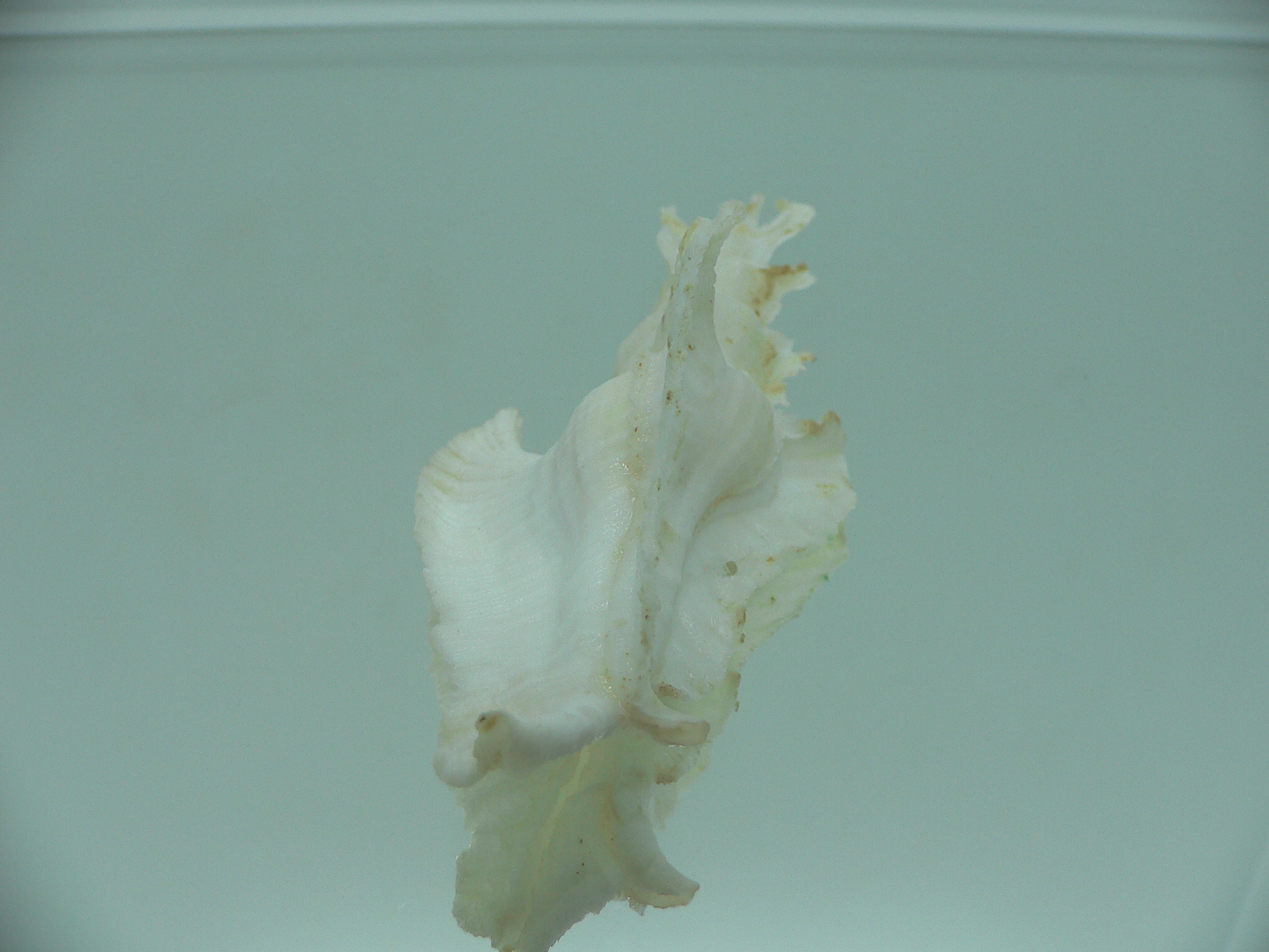 Pterynotus elongates BIG