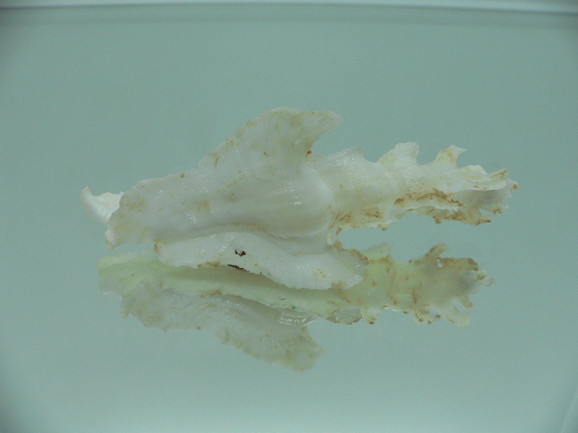 Pterynotus elongates BIG