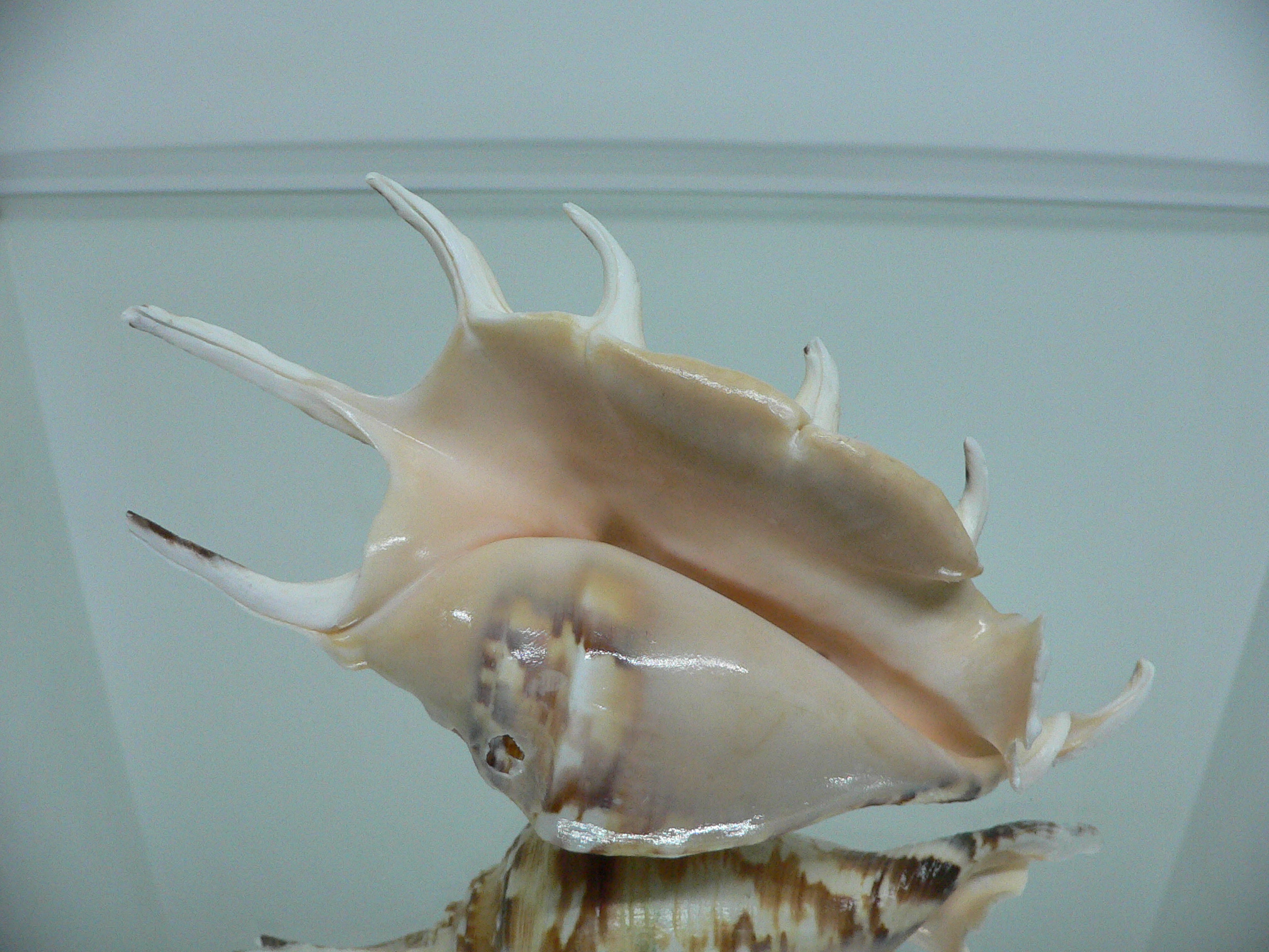 Lambis lambis LIGHT & STRIPED