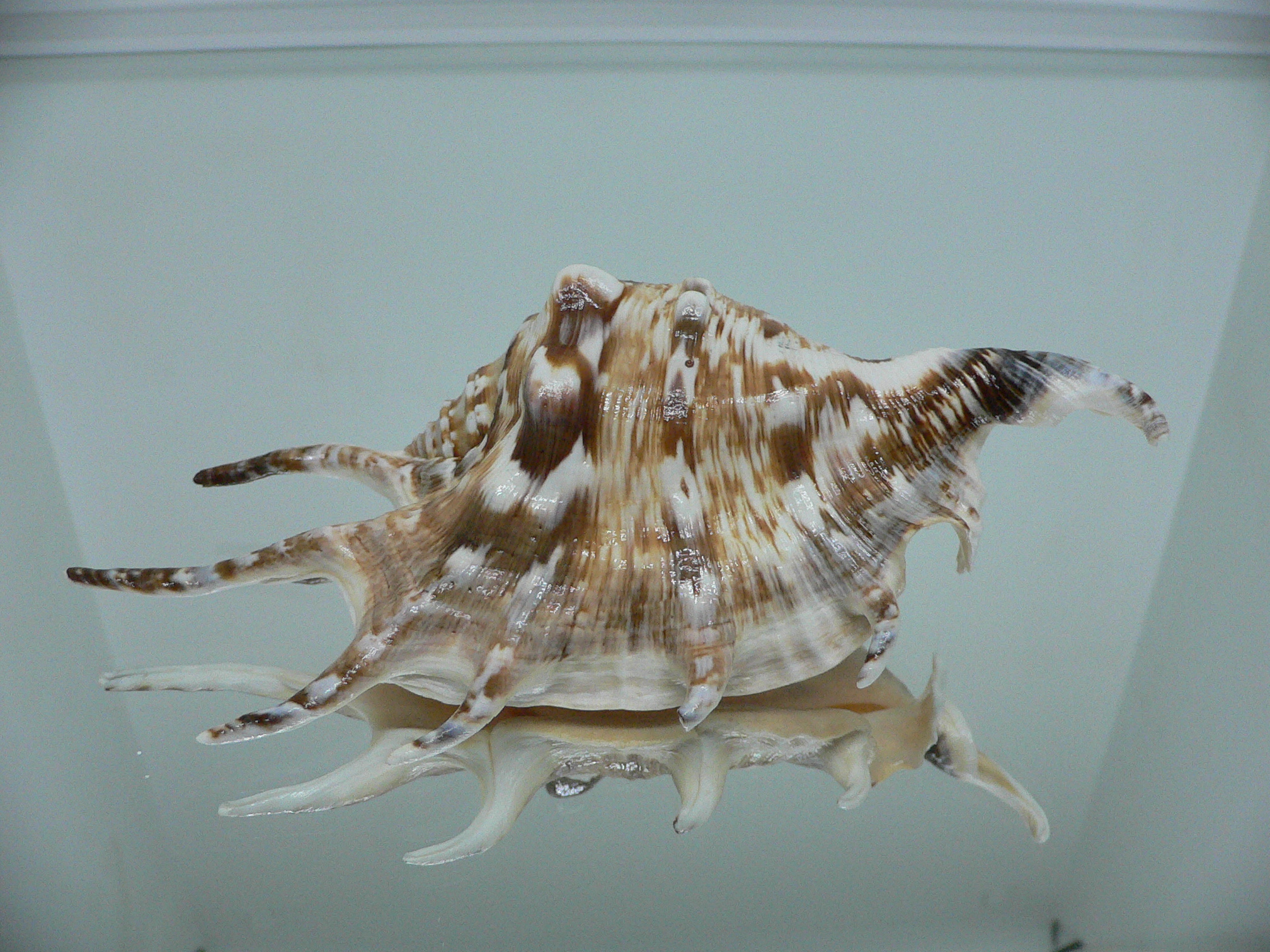 Lambis lambis LIGHT & STRIPED