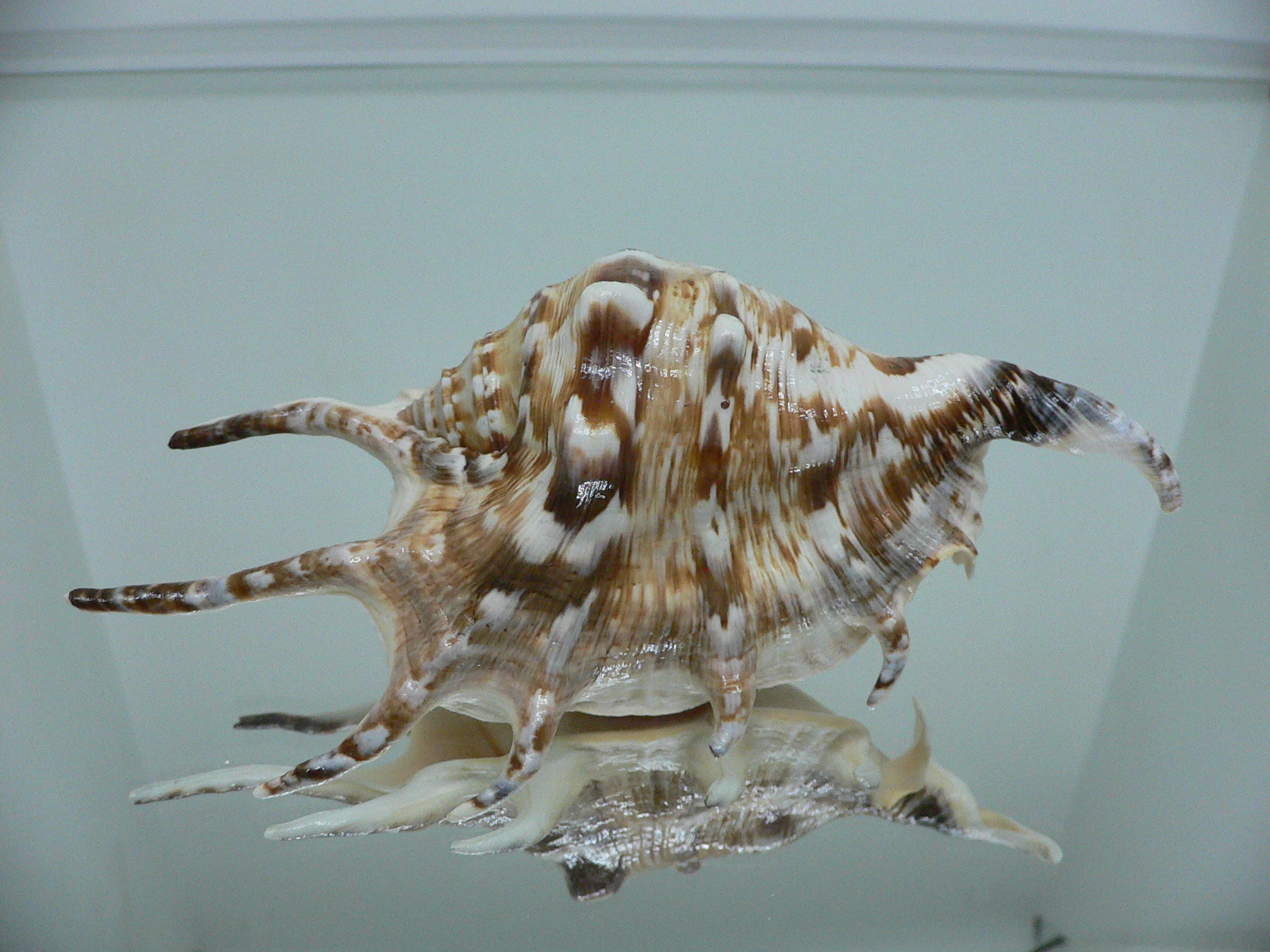 Lambis lambis LIGHT & STRIPED