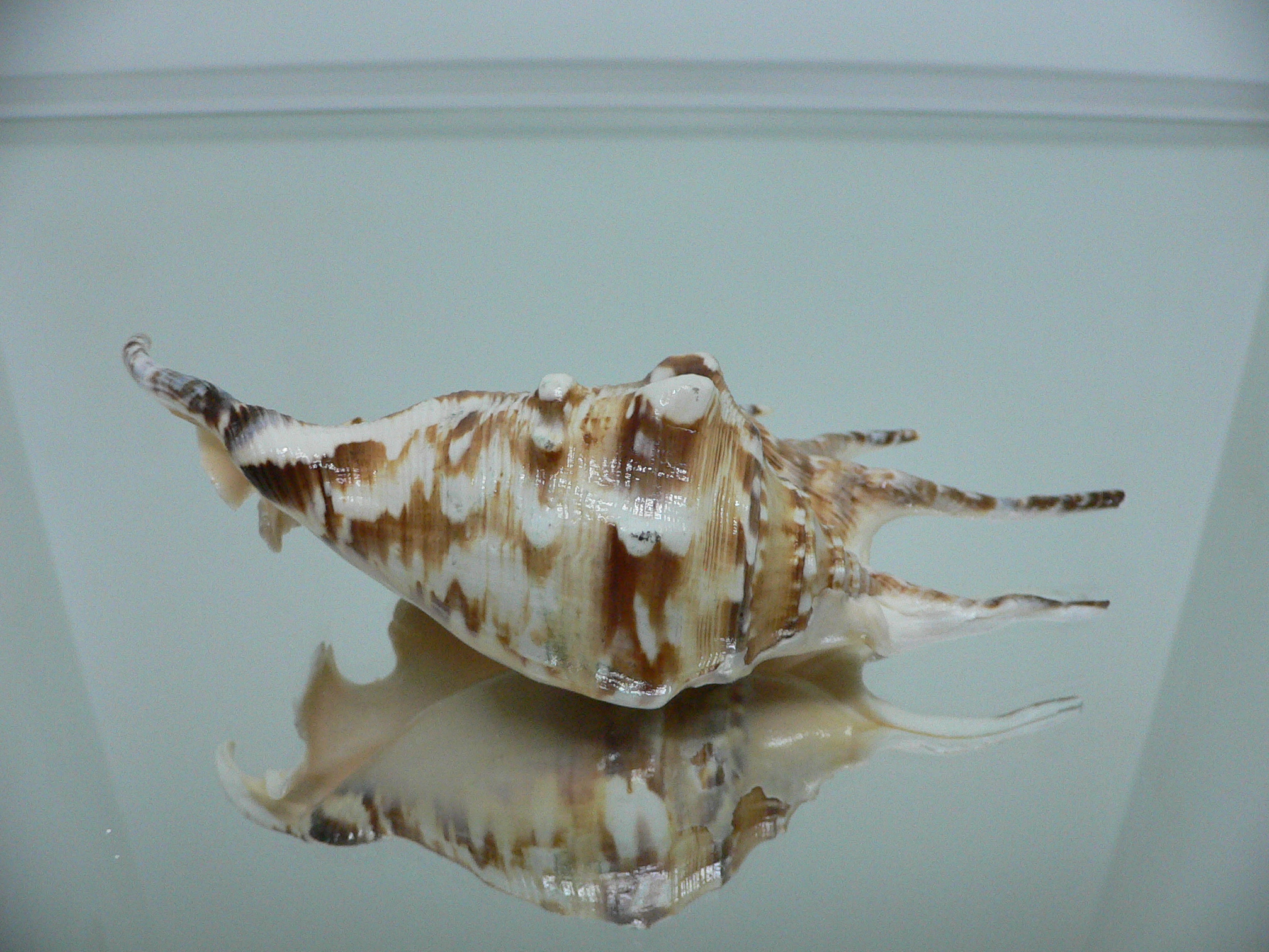 Lambis lambis LIGHT & STRIPED