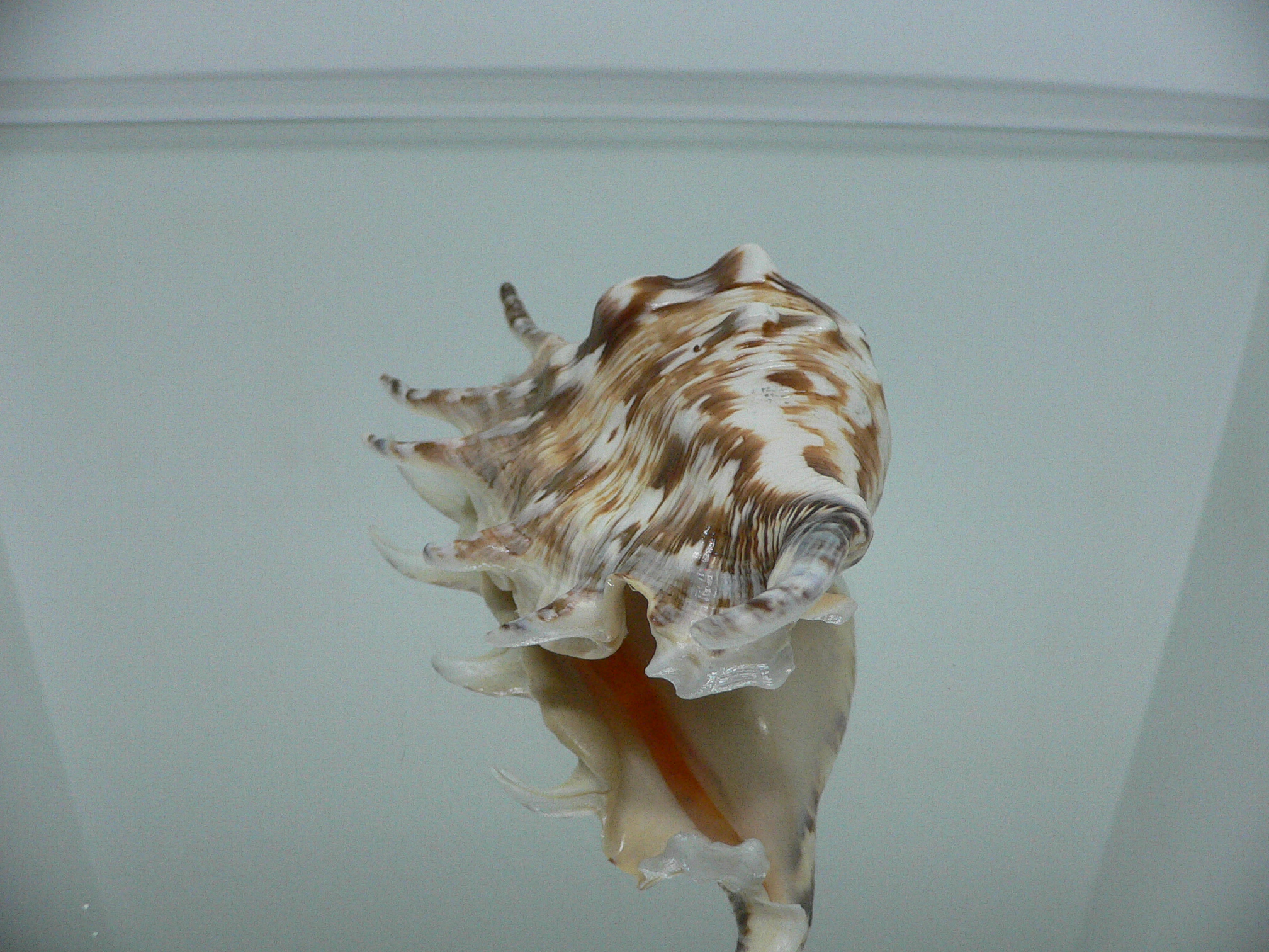 Lambis lambis LIGHT & STRIPED