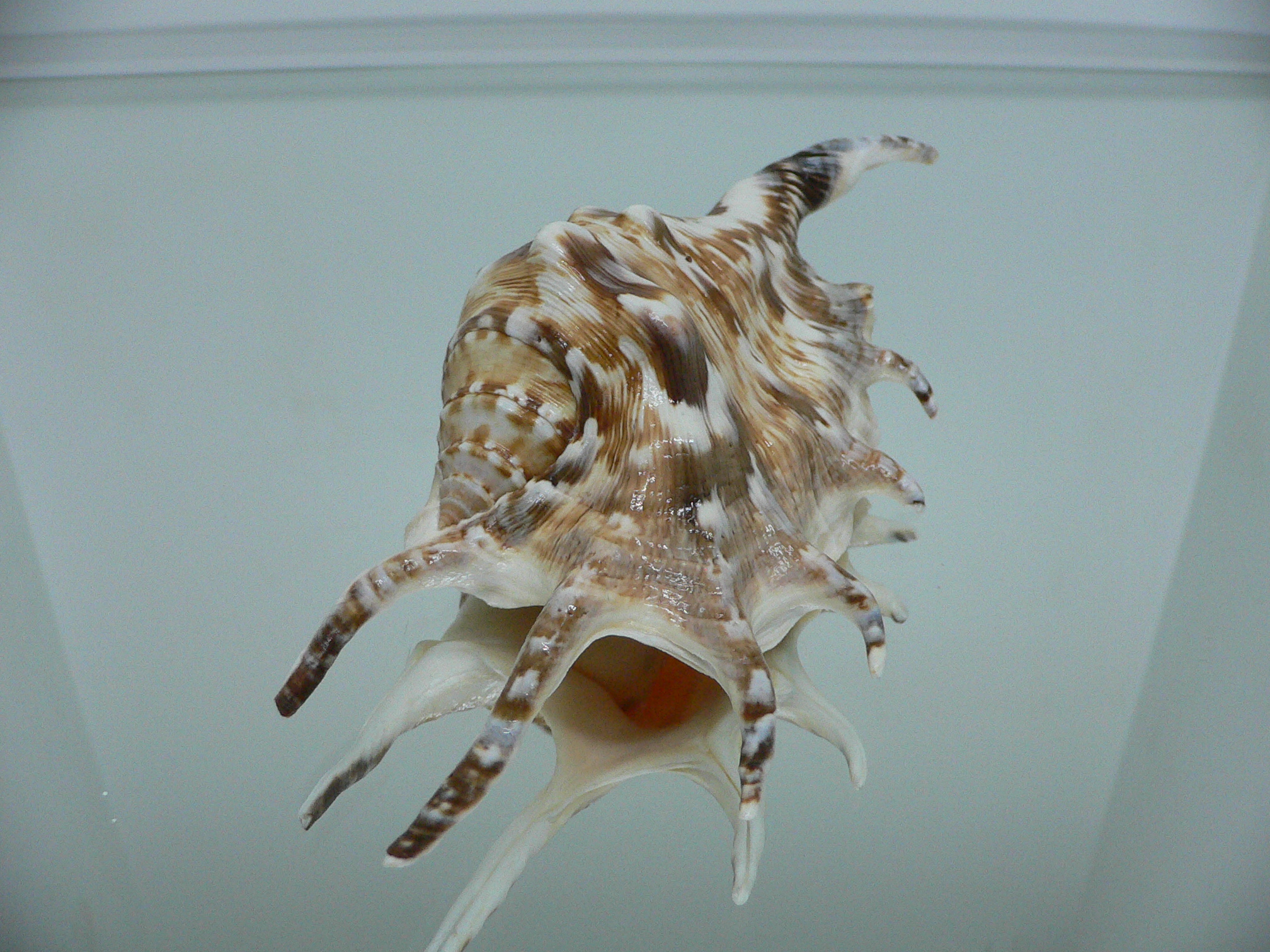 Lambis lambis LIGHT & STRIPED