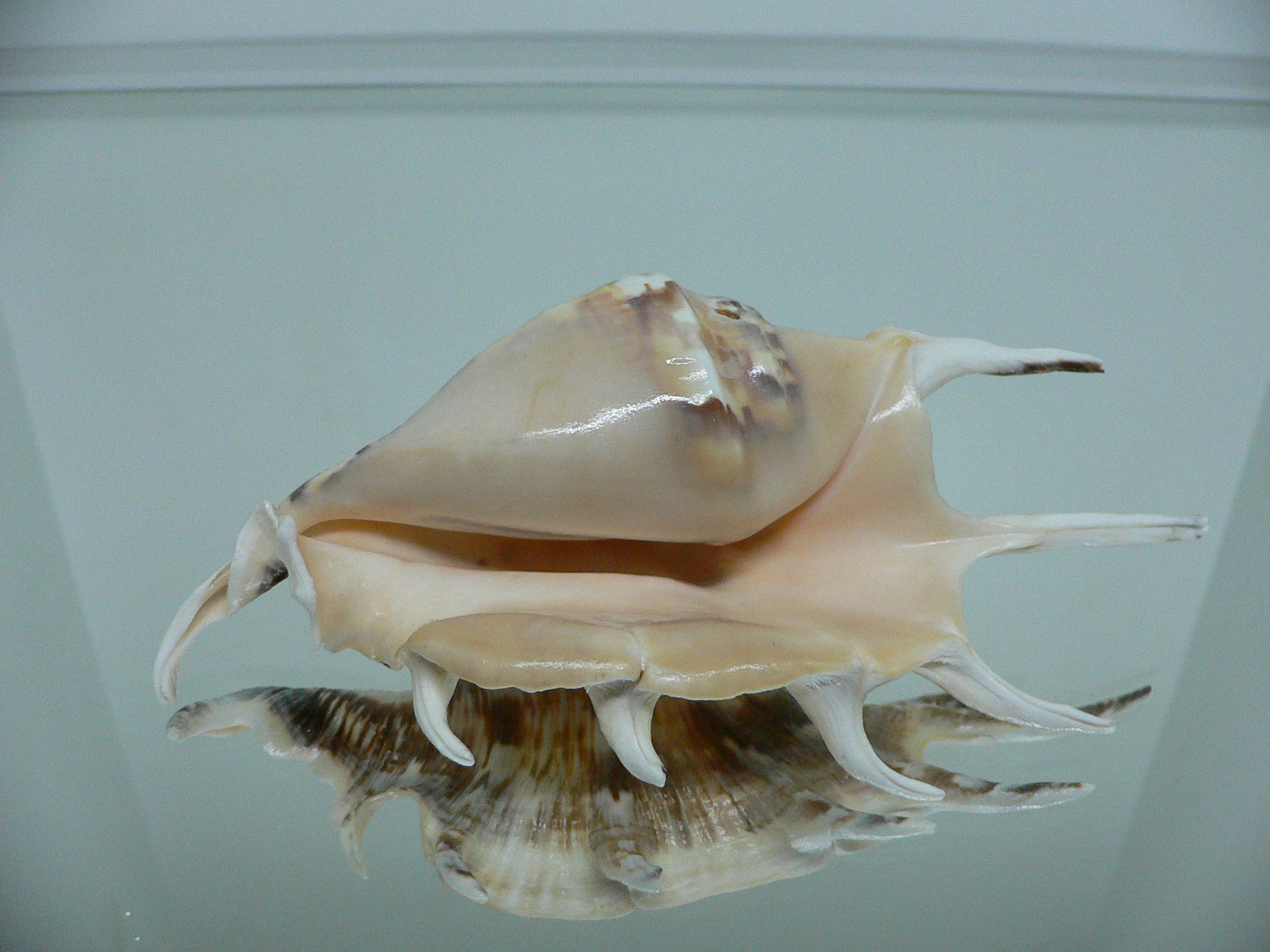 Lambis lambis LIGHT & STRIPED