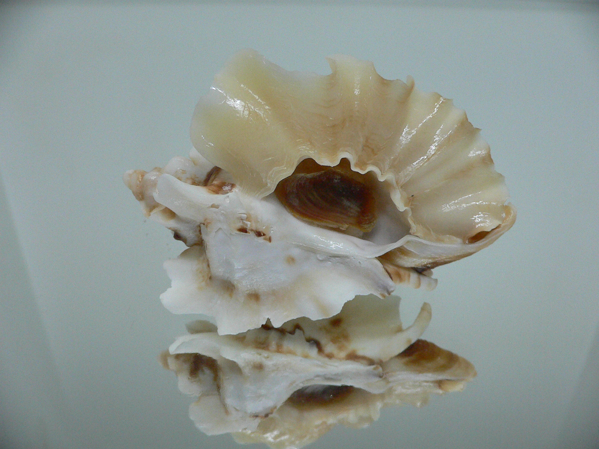 Ceratostoma foliatum CURLY & DARK