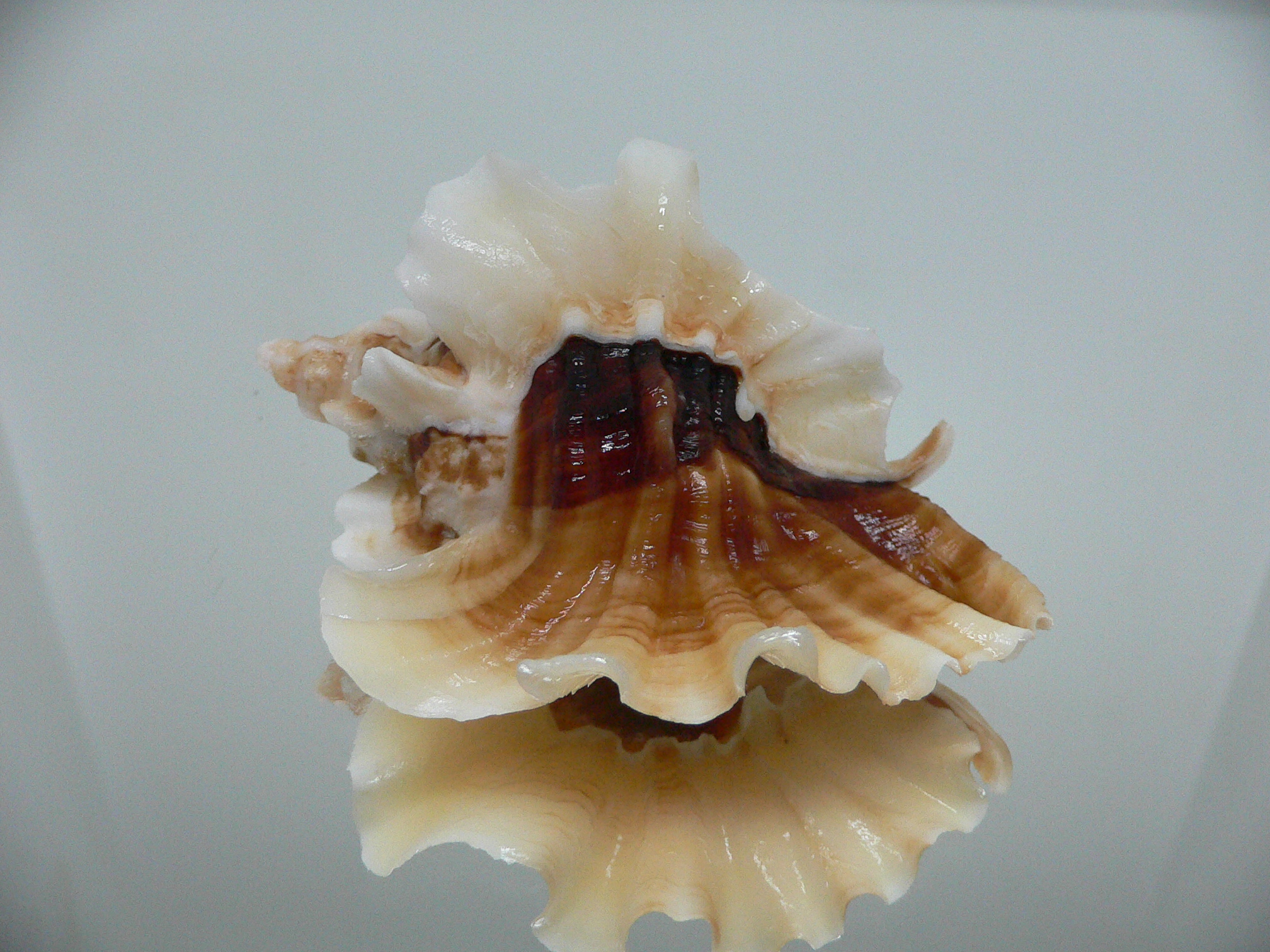 Ceratostoma foliatum CURLY & DARK