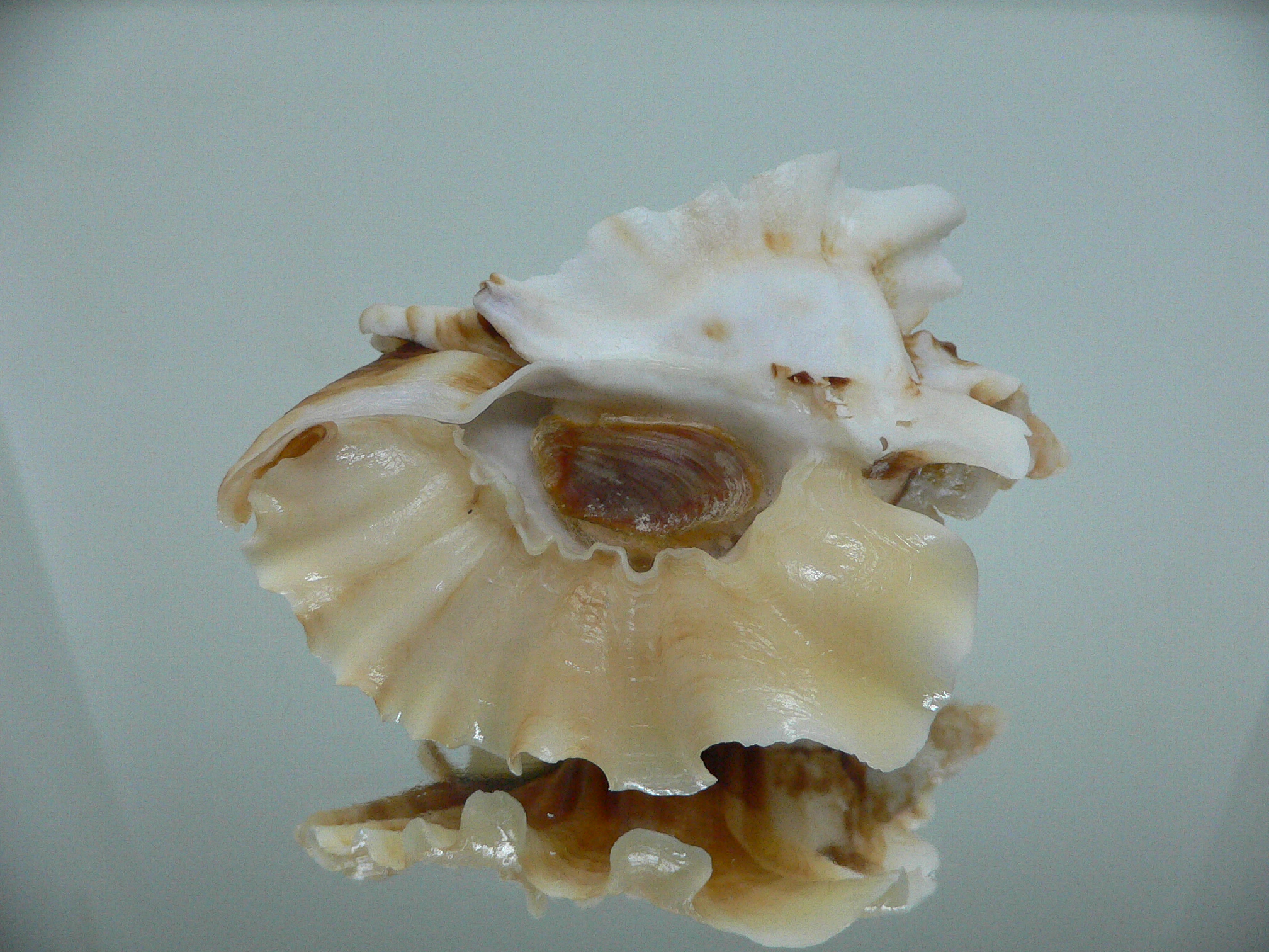 Ceratostoma foliatum CURLY & DARK