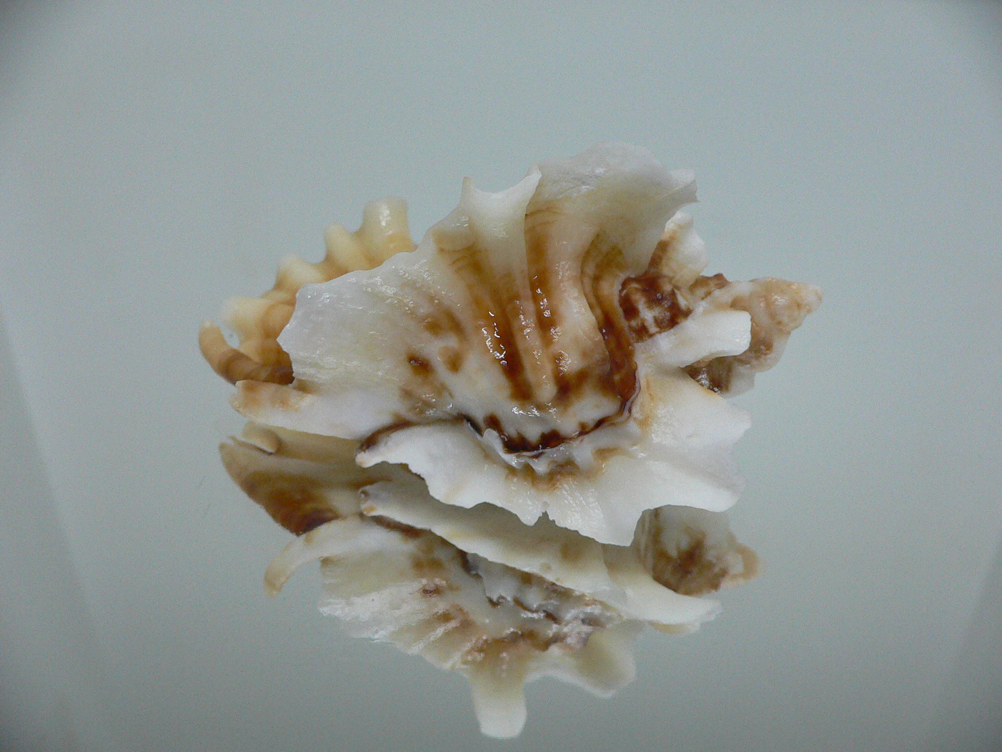 Ceratostoma foliatum CURLY & DARK