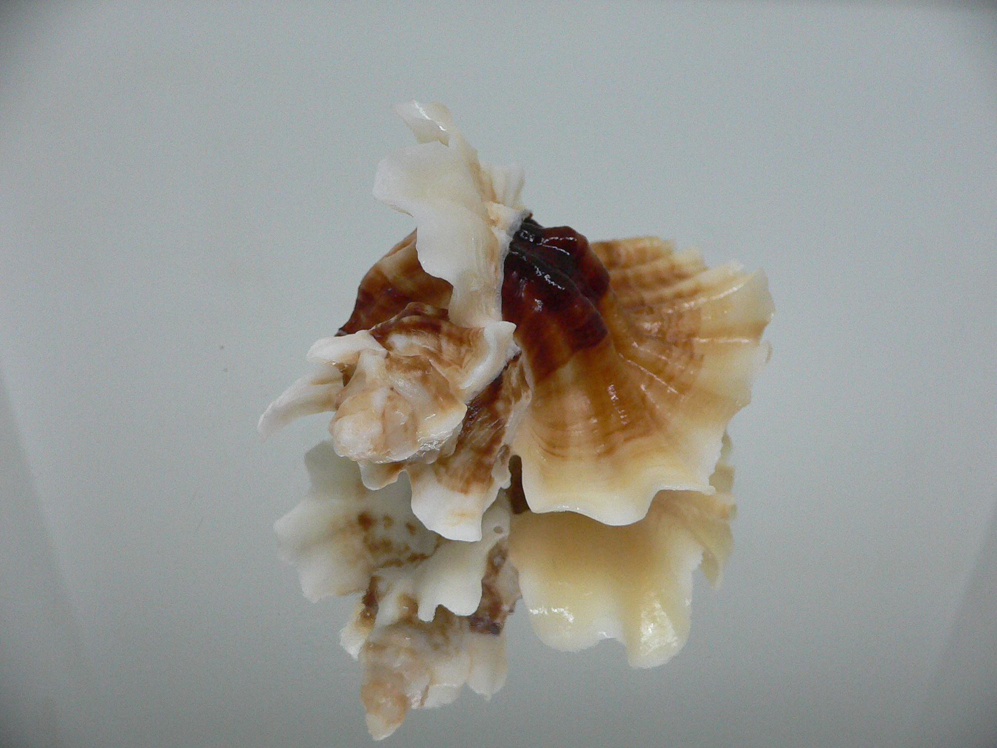 Ceratostoma foliatum CURLY & DARK