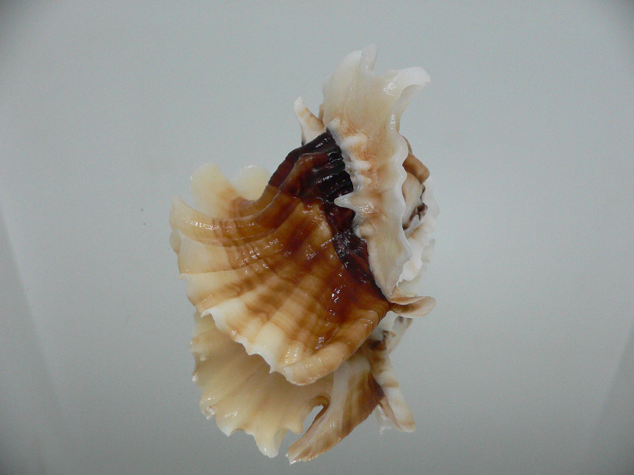 Ceratostoma foliatum CURLY & DARK