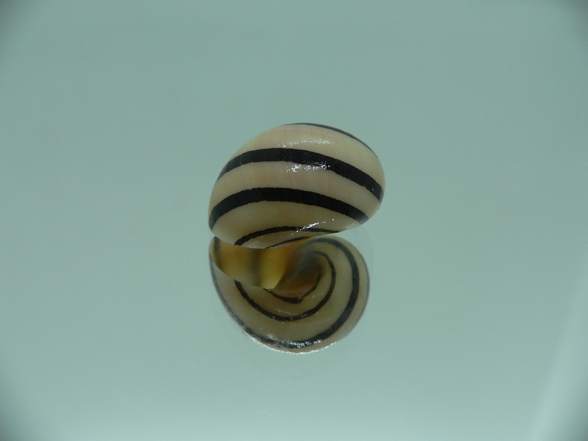 Neritodryas dubia BLACK STRIPES