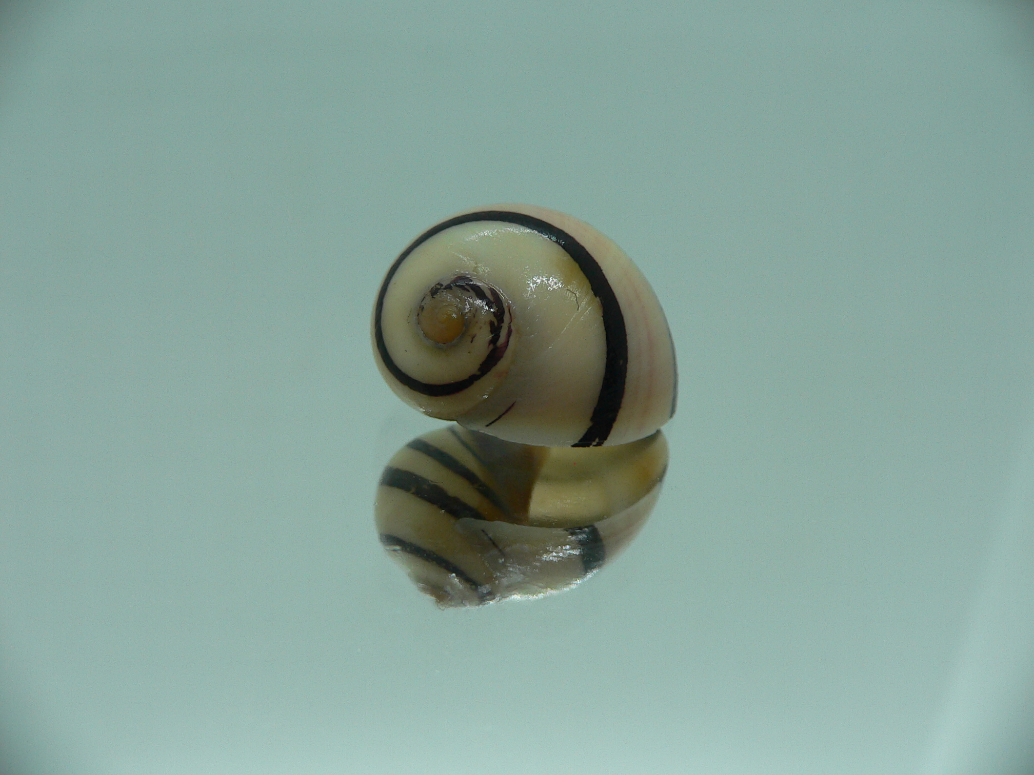 Neritodryas dubia BLACK STRIPES