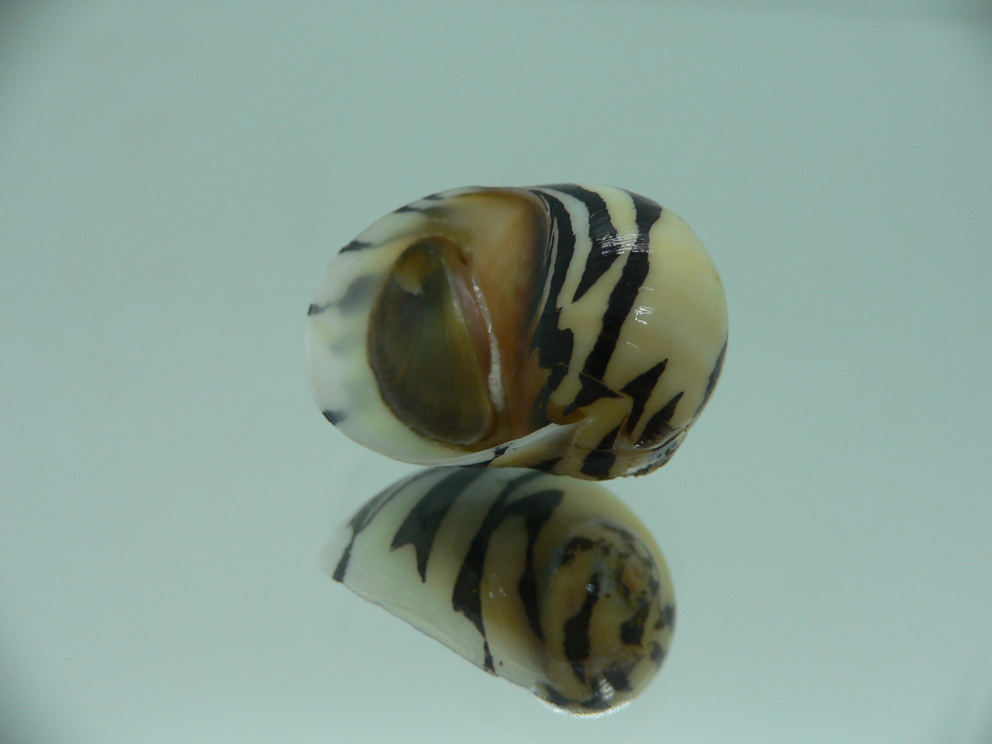 Neritodryas dubia BLACK STRIPES