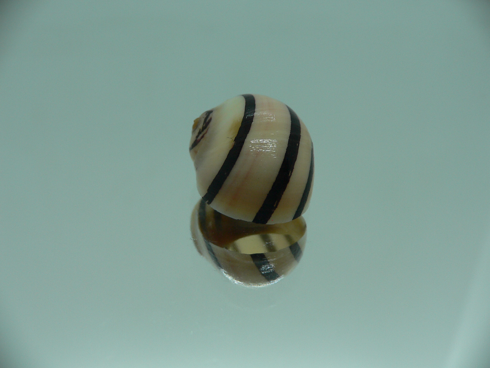 Neritodryas dubia BLACK STRIPES