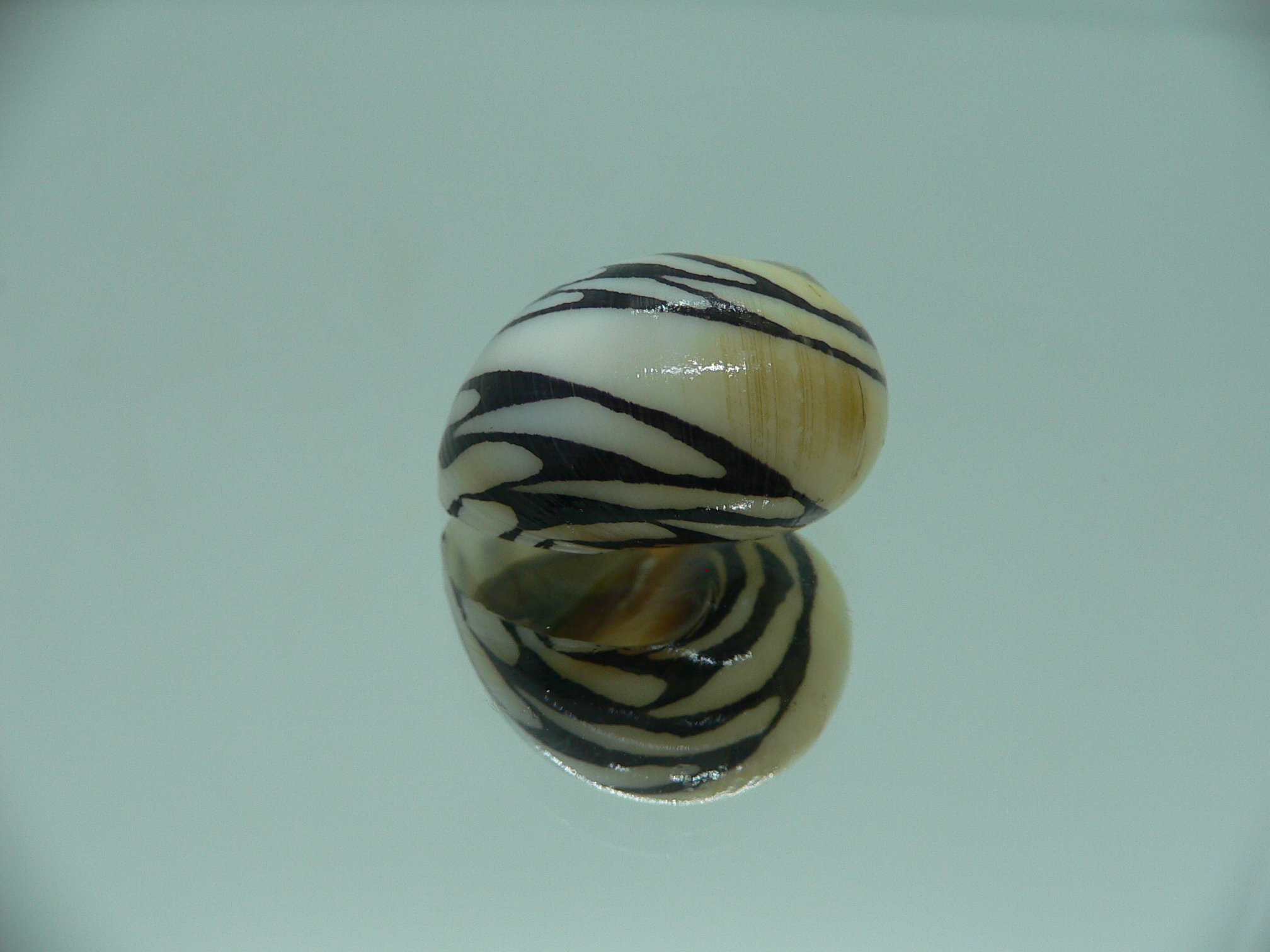 Neritodryas dubia BLACK STRIPES