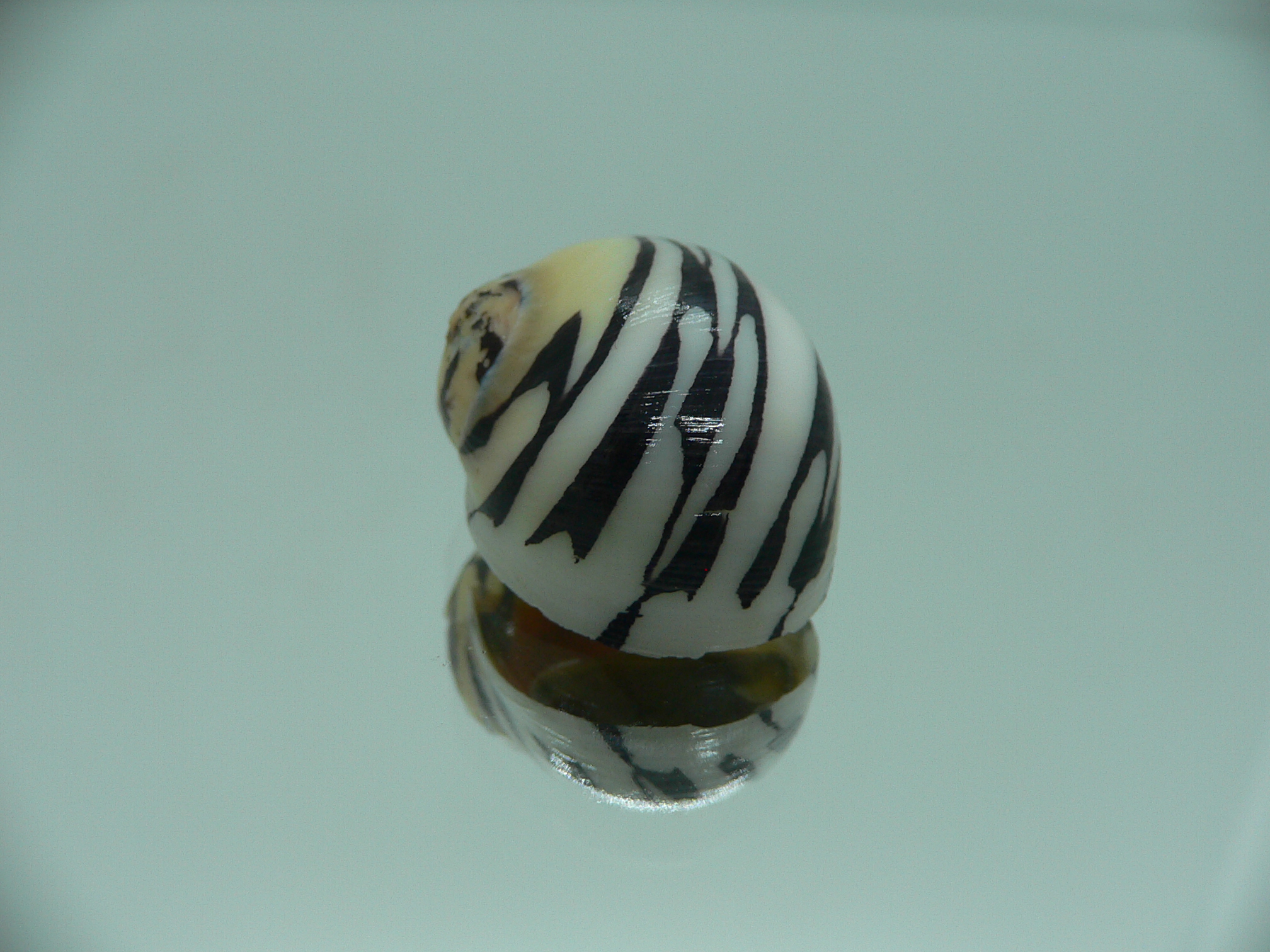 Neritodryas dubia BLACK STRIPES