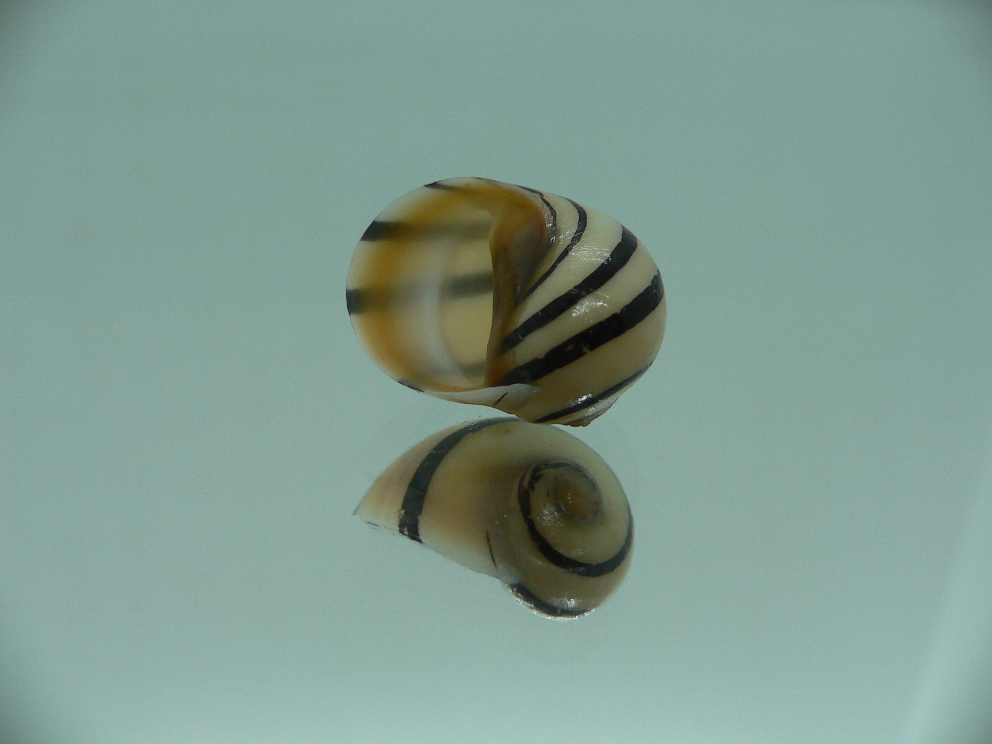 Neritodryas dubia BLACK STRIPES