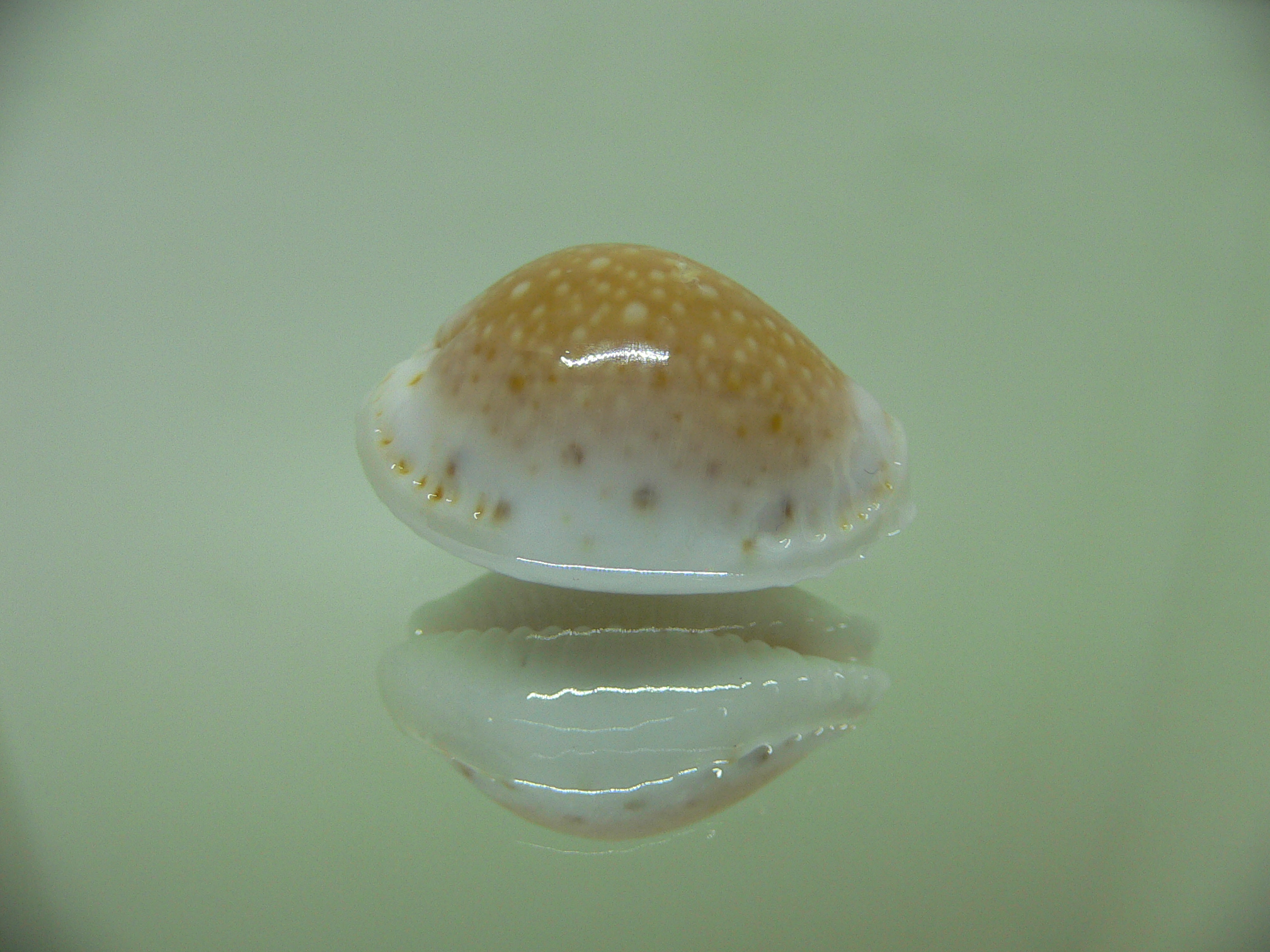 Cypraea cernica leforti WIDE & CALLOUSED