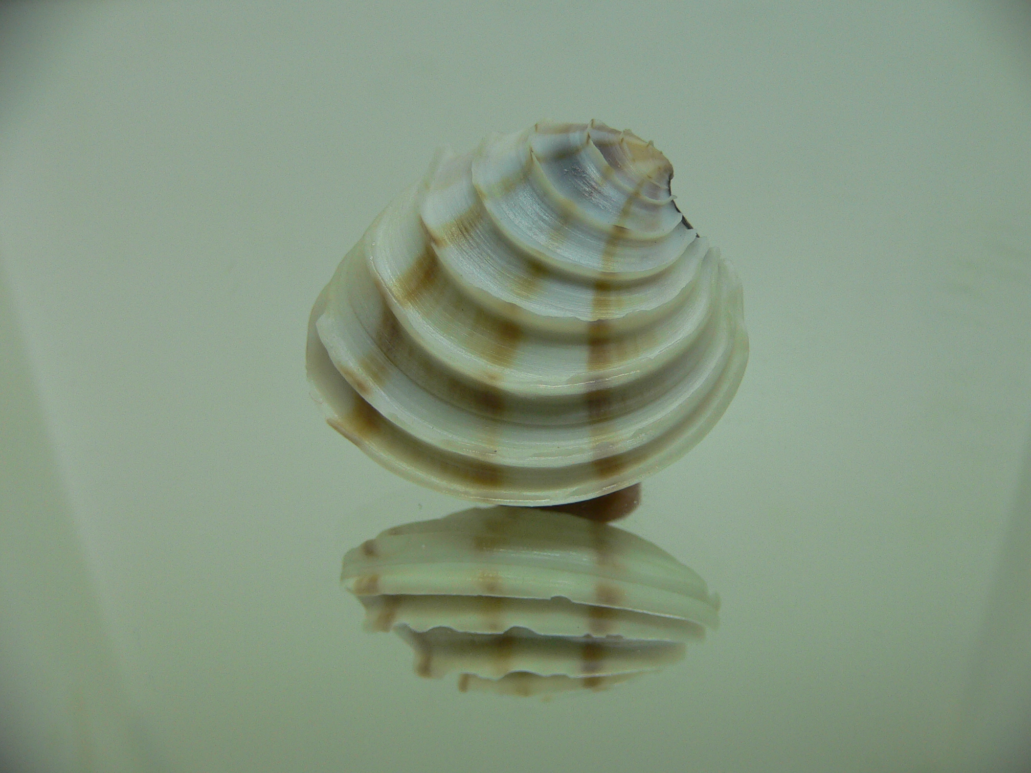 Placamen gravescens 3 STRIPES