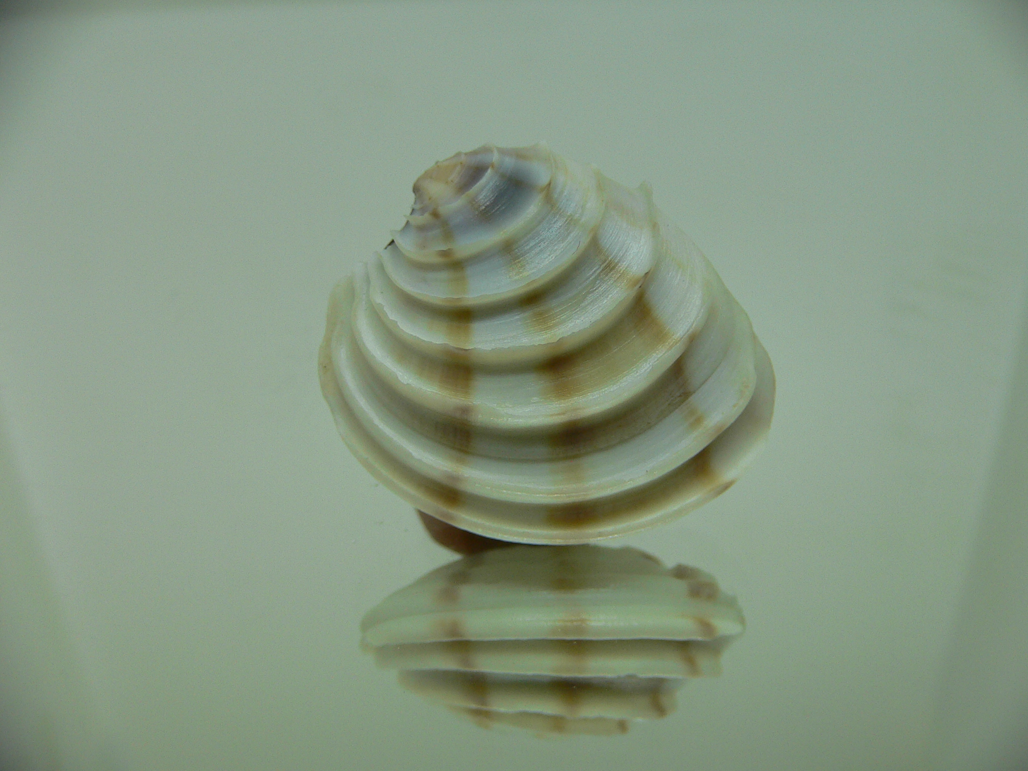Placamen gravescens 3 STRIPES